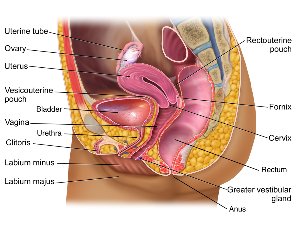 Lateral anatomical illustration of the female pelvis showing bladder, uterus, rectum, and pelvic floor muscles in relation to each other.