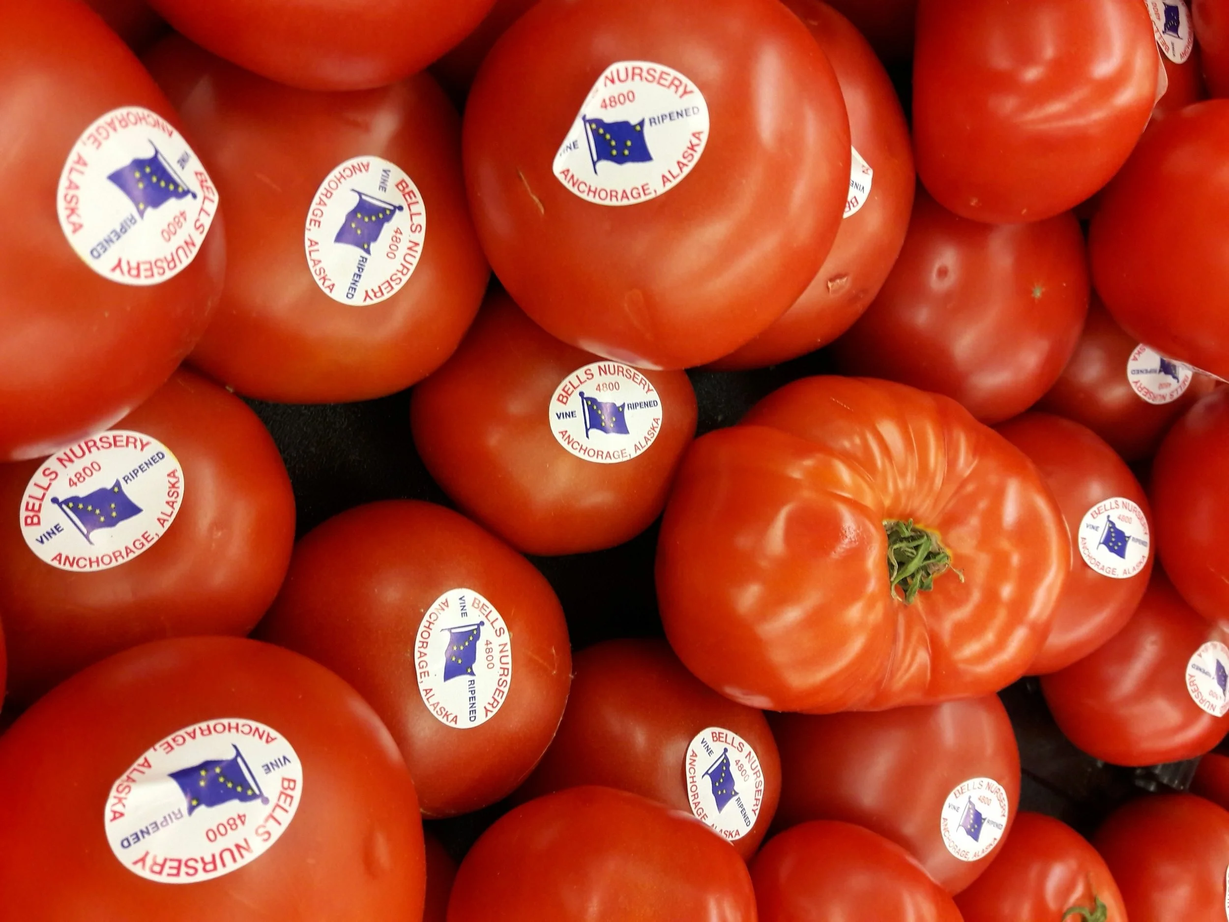 Close-up of a fresh tomatos with PLU code stickers, showing numbers clearly.