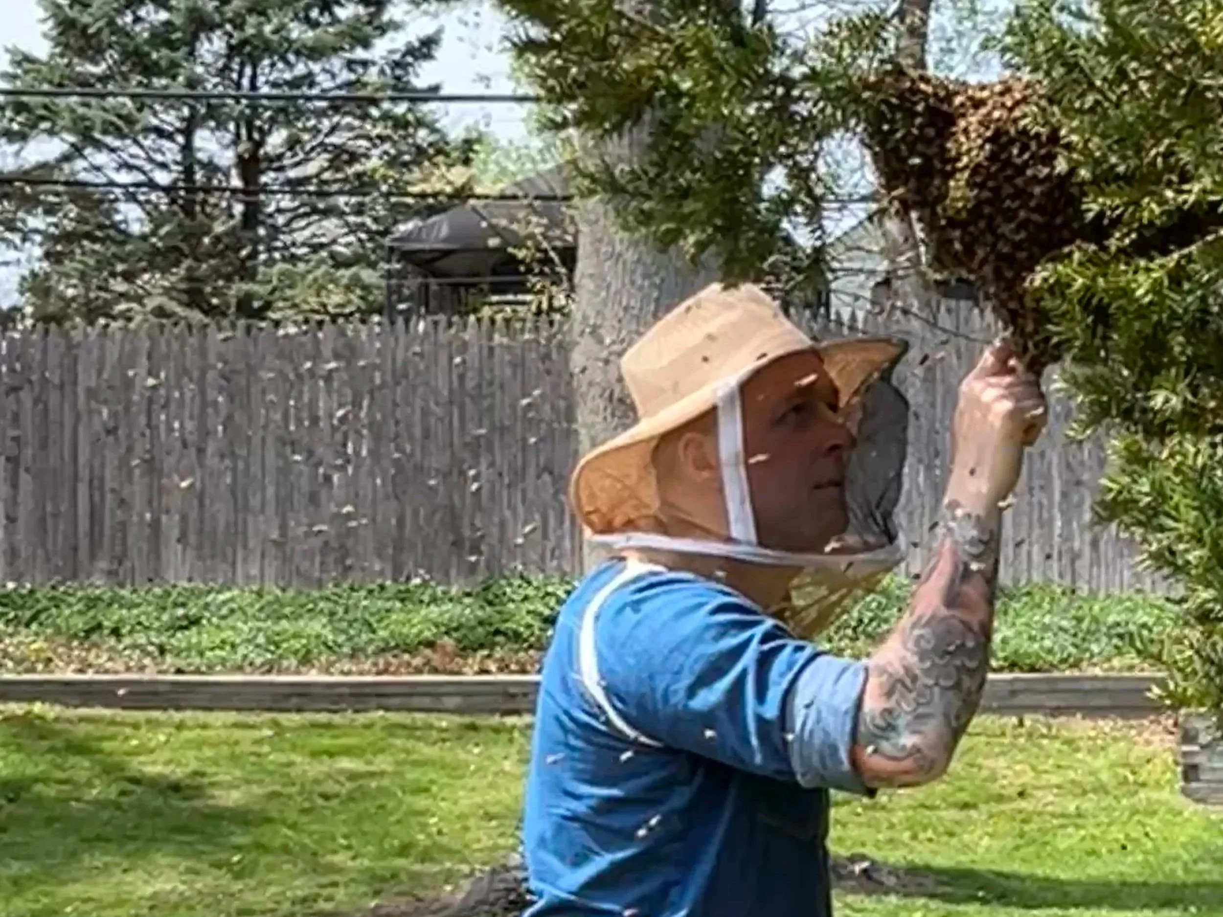 A person with a tan hat and glasses is inspecting a honeybee swarm in a small tree with green leaves outdoors, with a wooden fence behind them.