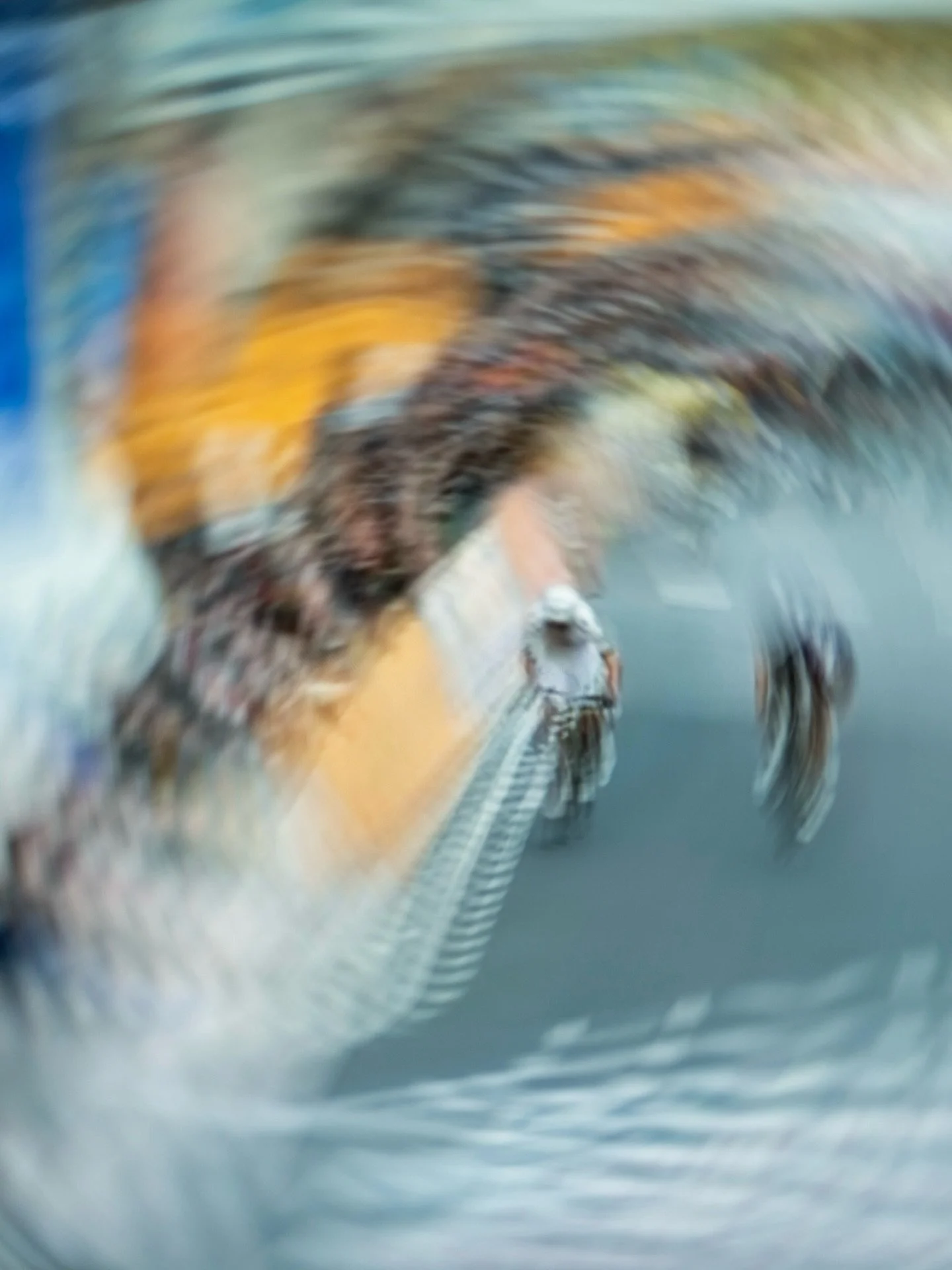 Turn on the TV, shoot Milano-Sanremo 📺📸

Back to iconic races, even from the couch 😂
Another masterpiece from @tadejpogacar

@met_helmets @uae_team_emirates #milanosanremo #tadejpogacar #roadbiking #alvento #cyclingphotooftheday