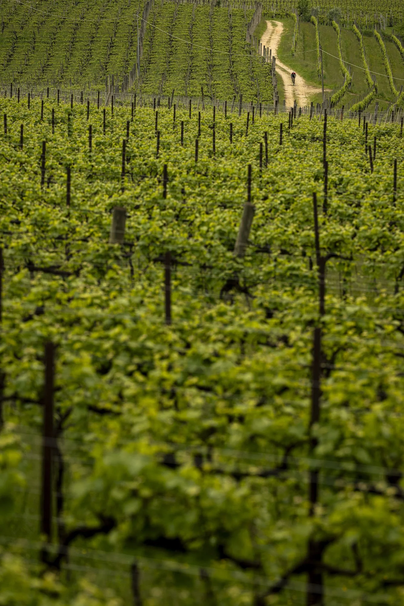 Nova Eorica Prosecco Hills Epic 25_ULY_8155-Edit_@ulyssedaessle.jpg