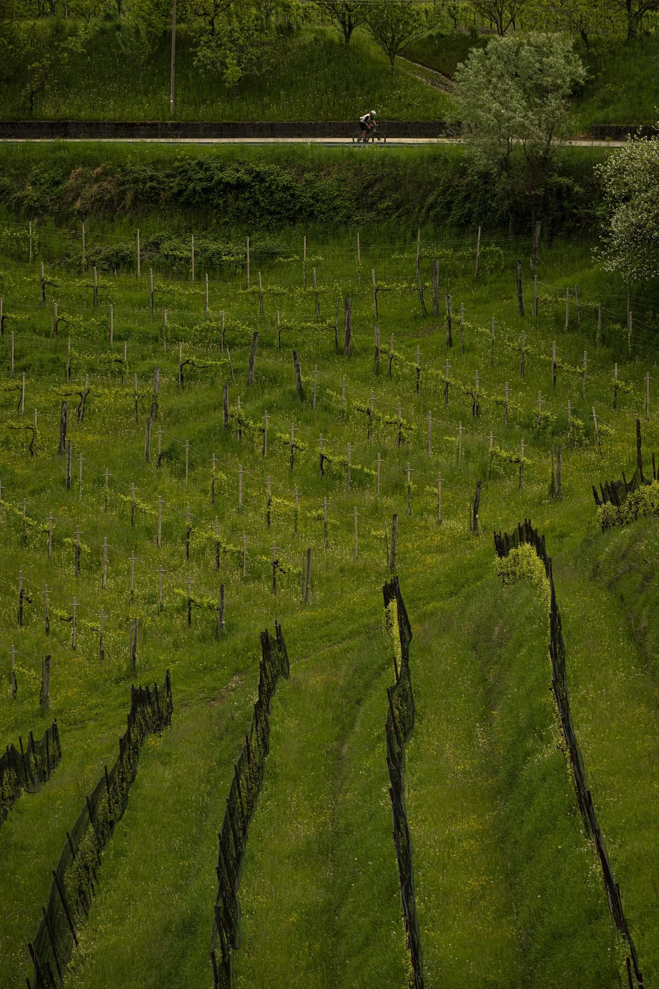 Nova Eorica Prosecco Hills Epic 25_ULY_7992_@ulyssedaessle.jpg