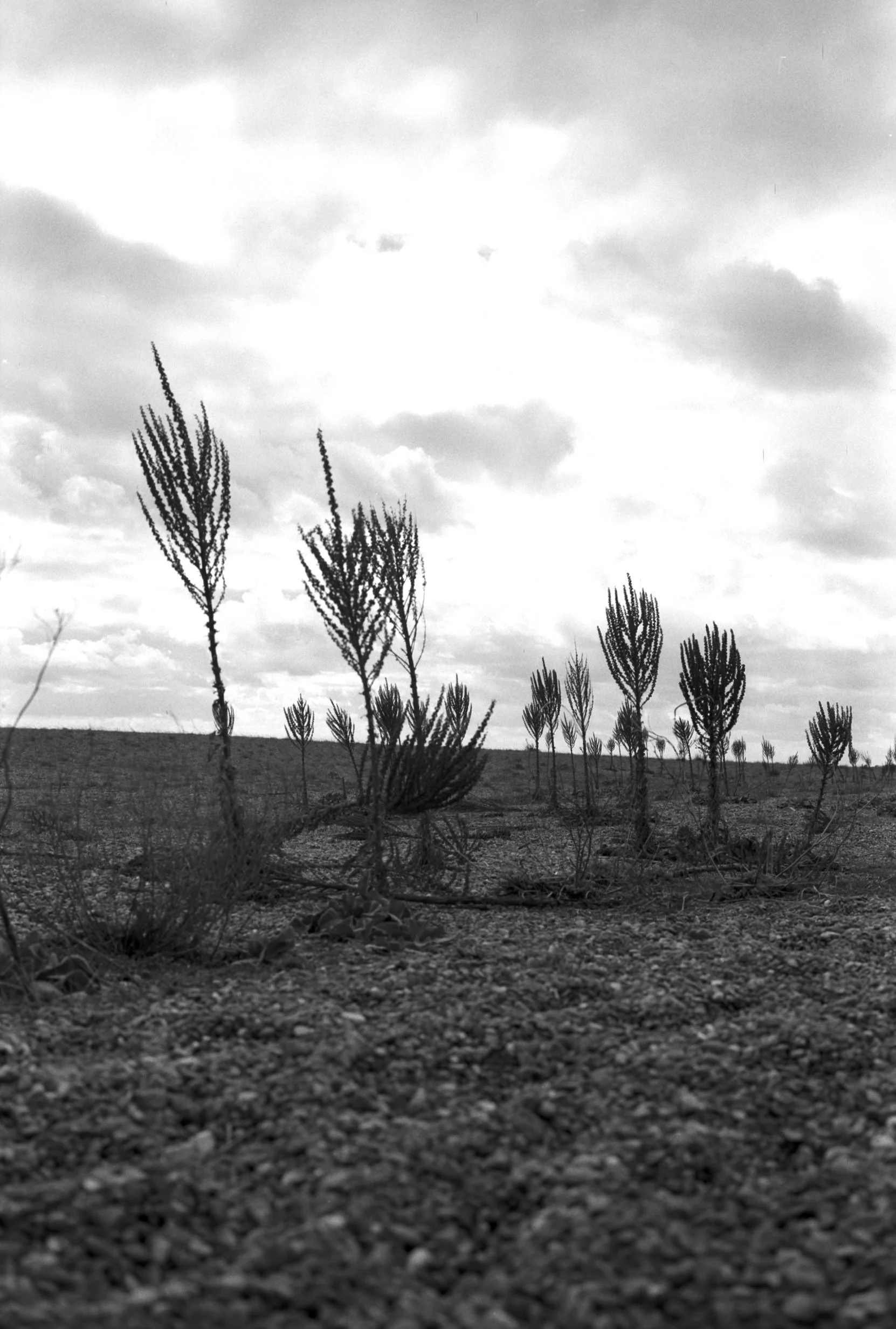 230326 Shingle Street beach II -  –6–- shinglest24.jpg