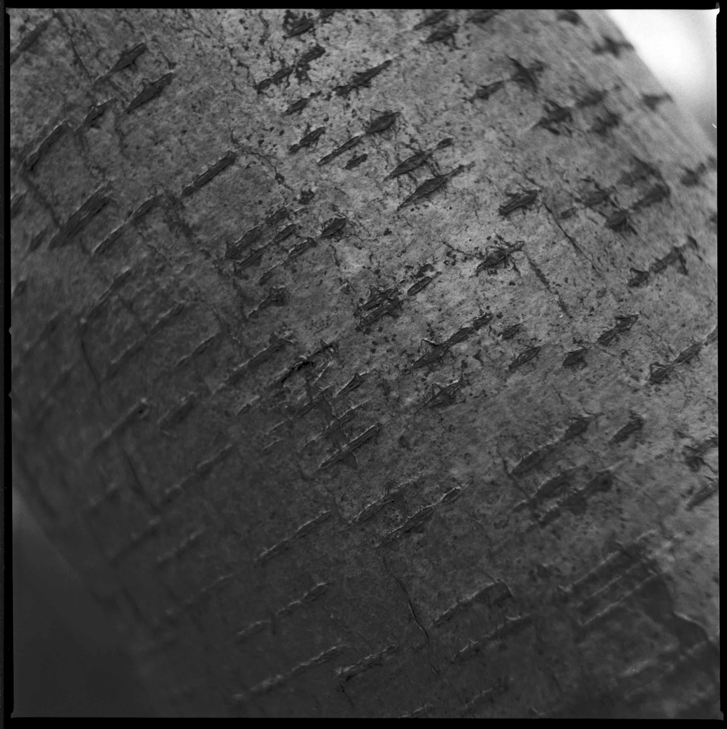 240318 Staverton Thicks closer ups - I  (2)- shinglest29.jpg