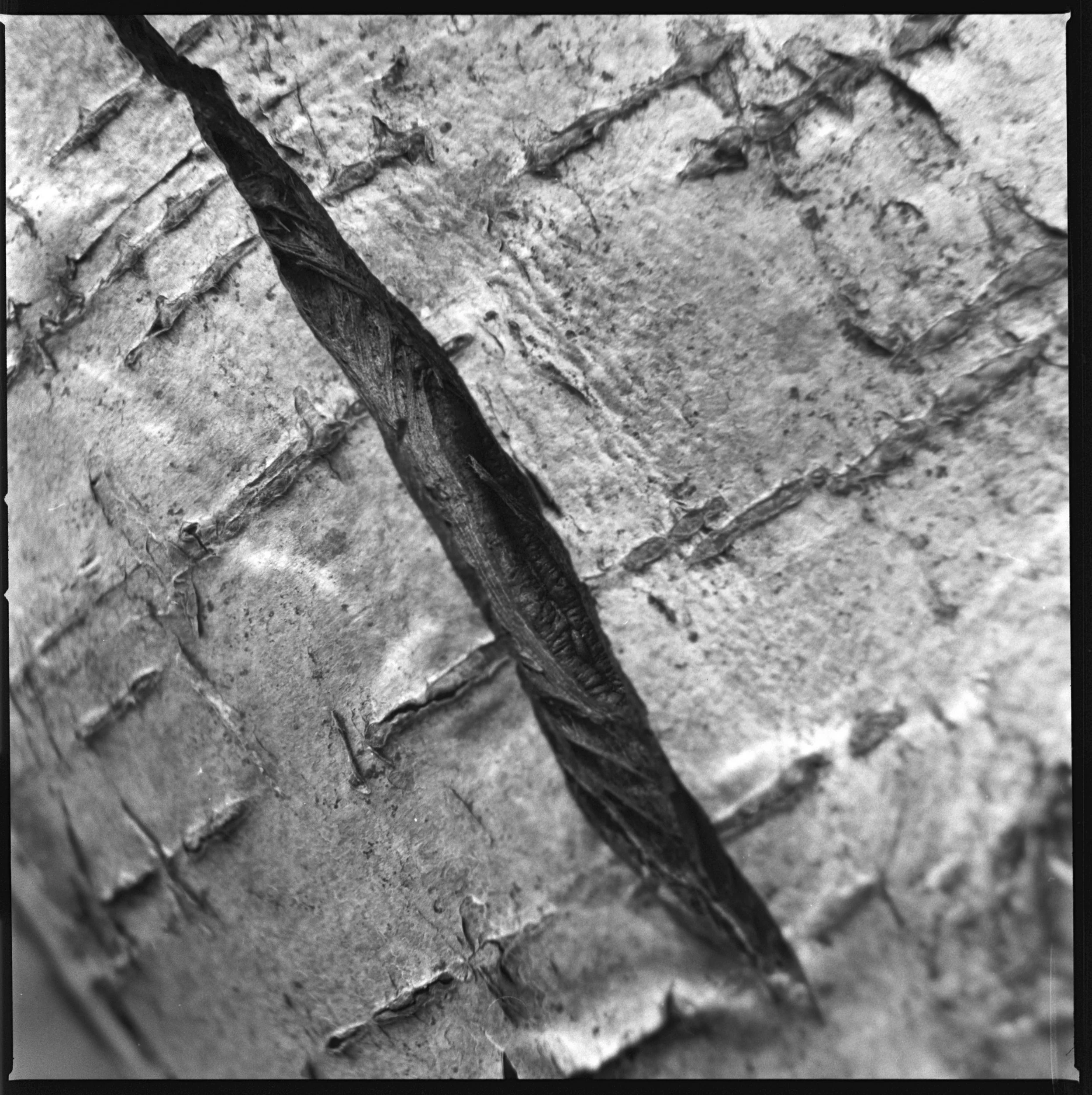 240318 Staverton Thicks closer ups - I  (10)- shinglest37.jpg