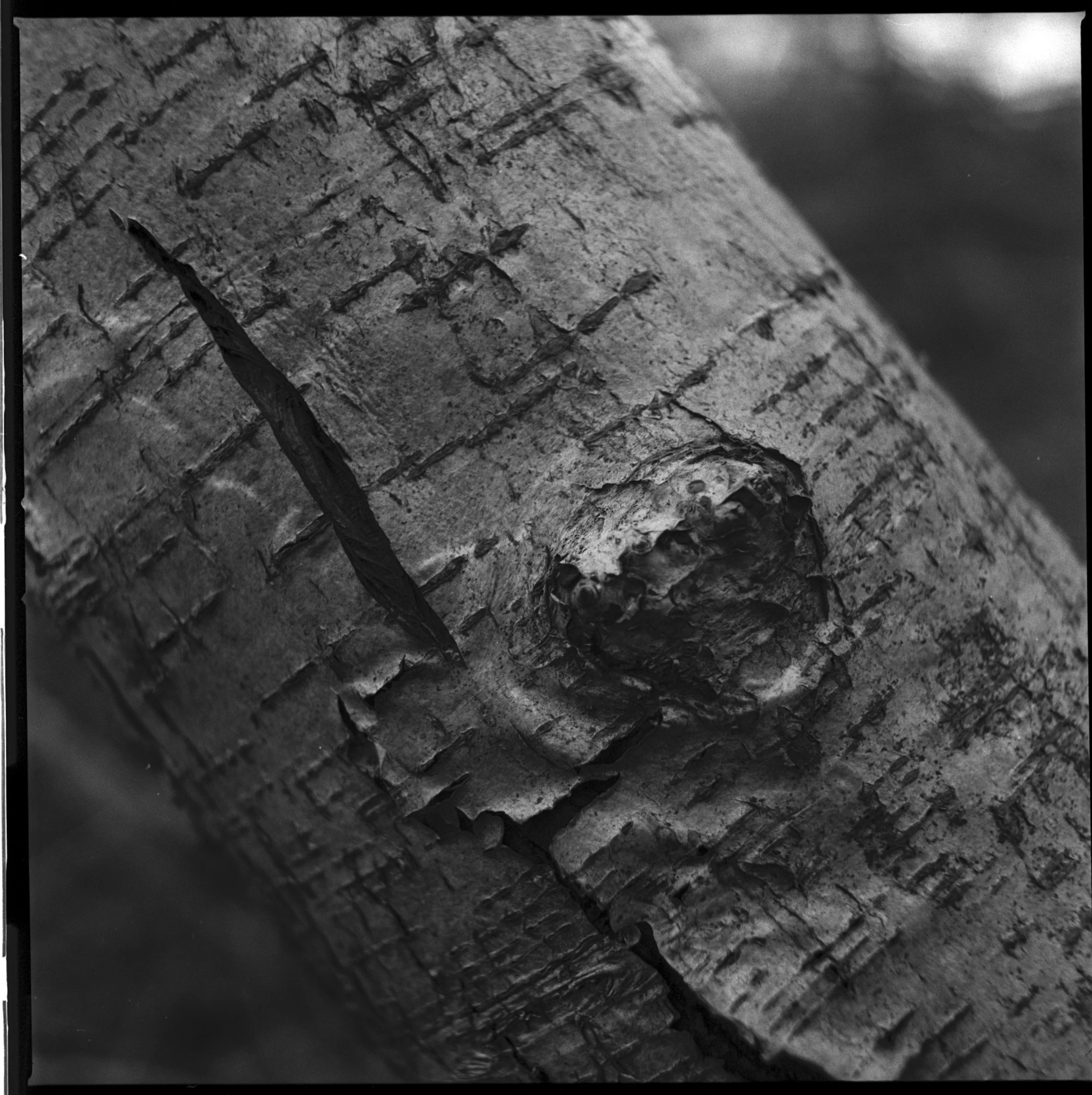 240318 Staverton Thicks closer ups - I - shinglest28.jpg