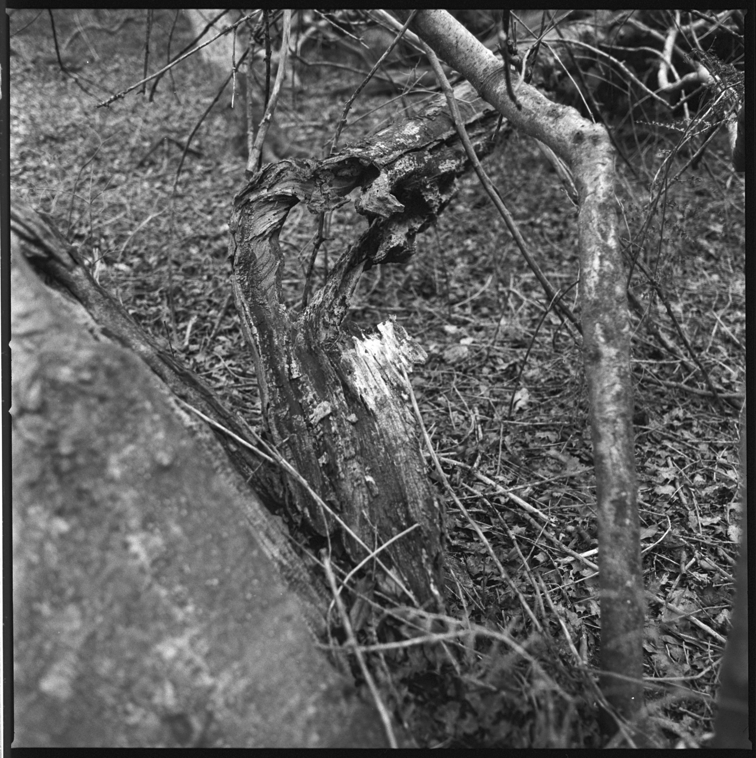 240318 Staverton Thicks closer ups - I  (14)- shinglest41.jpg