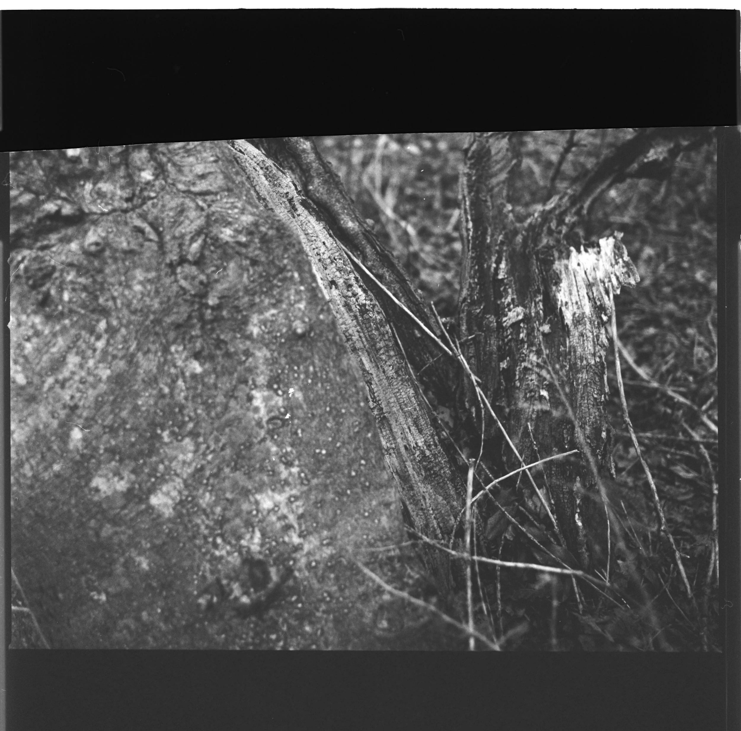 240318 Staverton Thicks closer ups - I  (15)- shinglest42.jpg