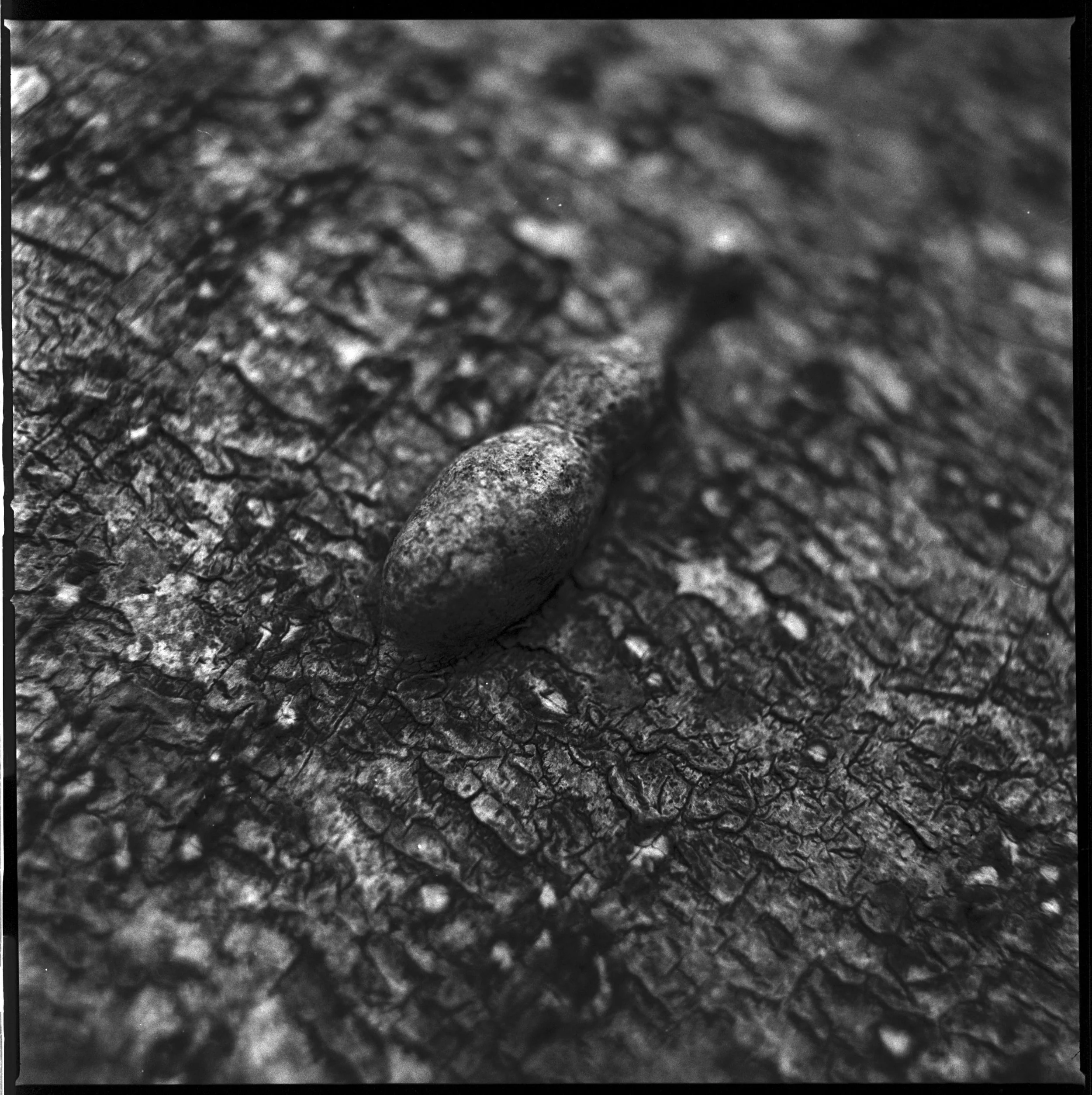 240318 Staverton Thicks closer ups - I  (7)- shinglest34.jpg