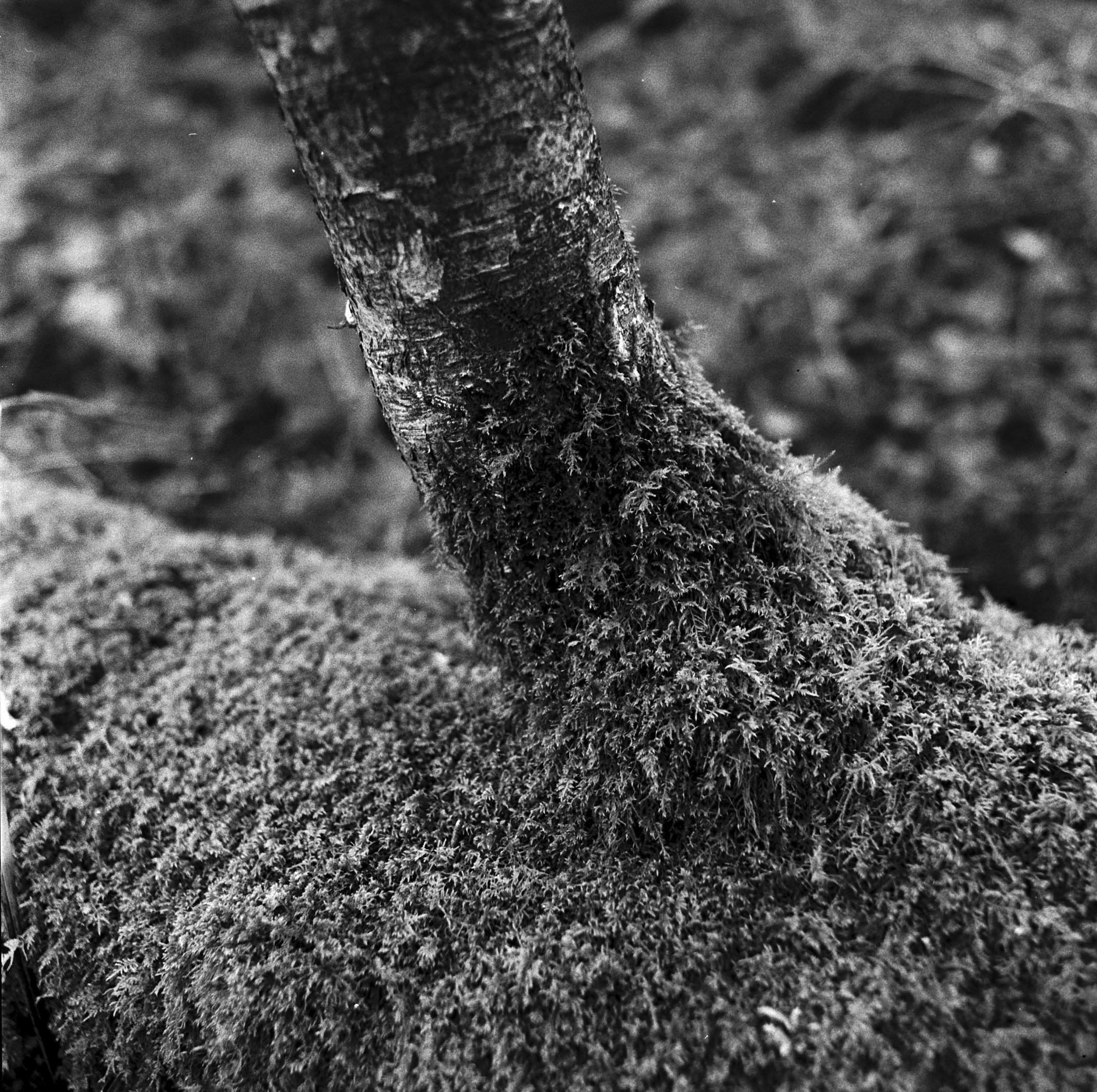 021 - 240216 Stav Thicks details and close-ups - IV  (2)- shinglest22.jpg