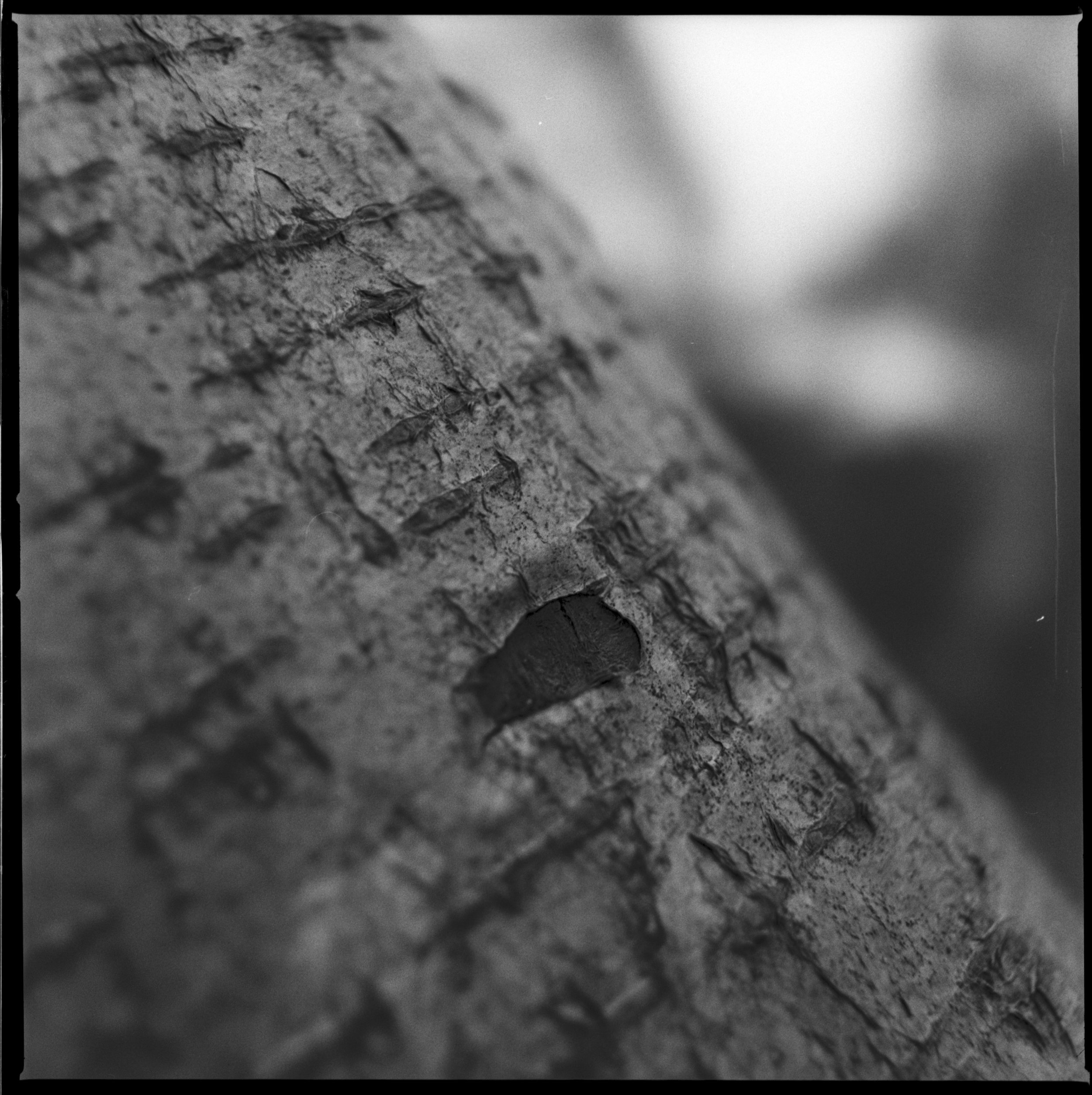 240318 Staverton Thicks closer ups - I  (3)- shinglest30.jpg