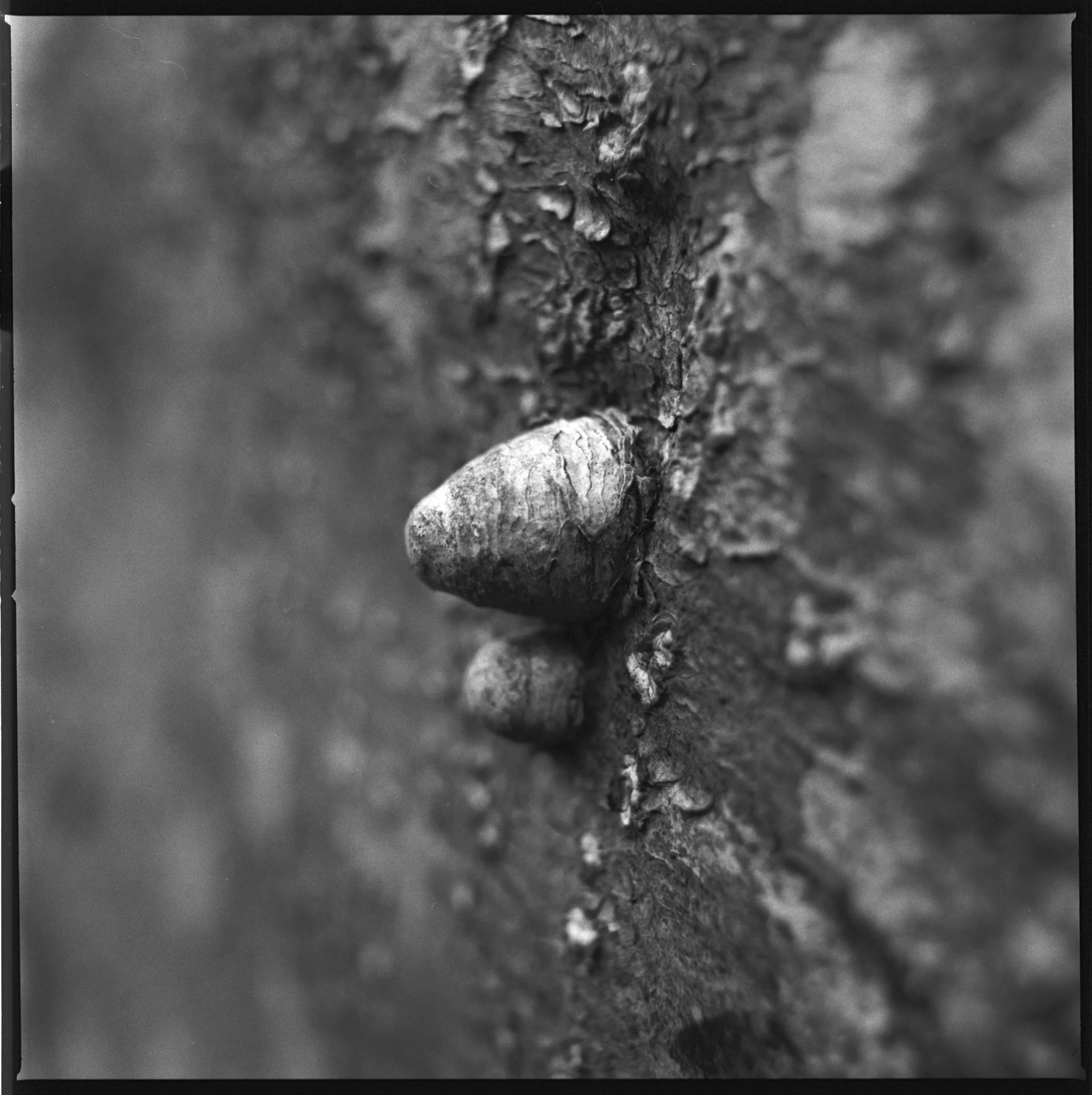 240318 Staverton Thicks closer ups - I  (12)- shinglest39.jpg