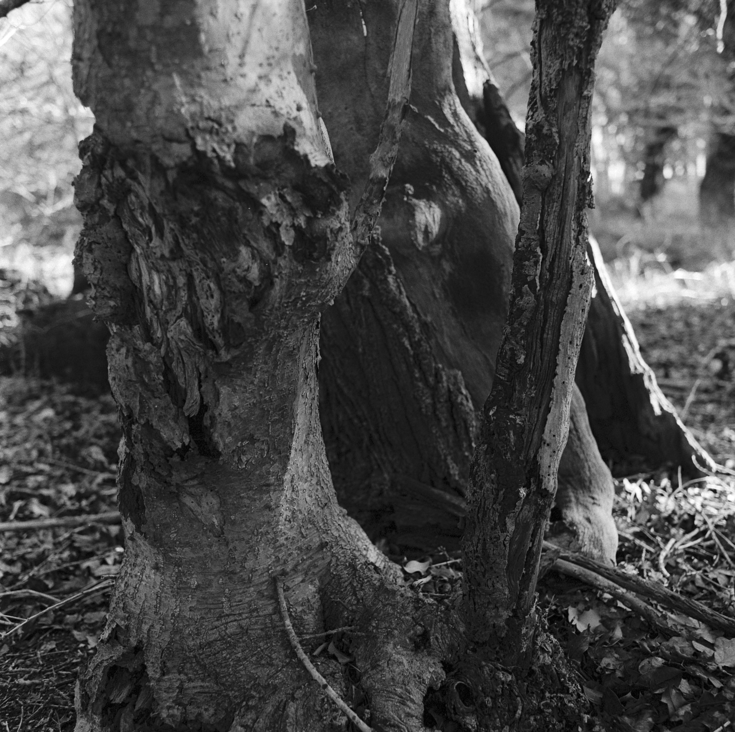 003 - 240216 Stav Thicks details and close-ups - I  (13)- shinglest5.jpg