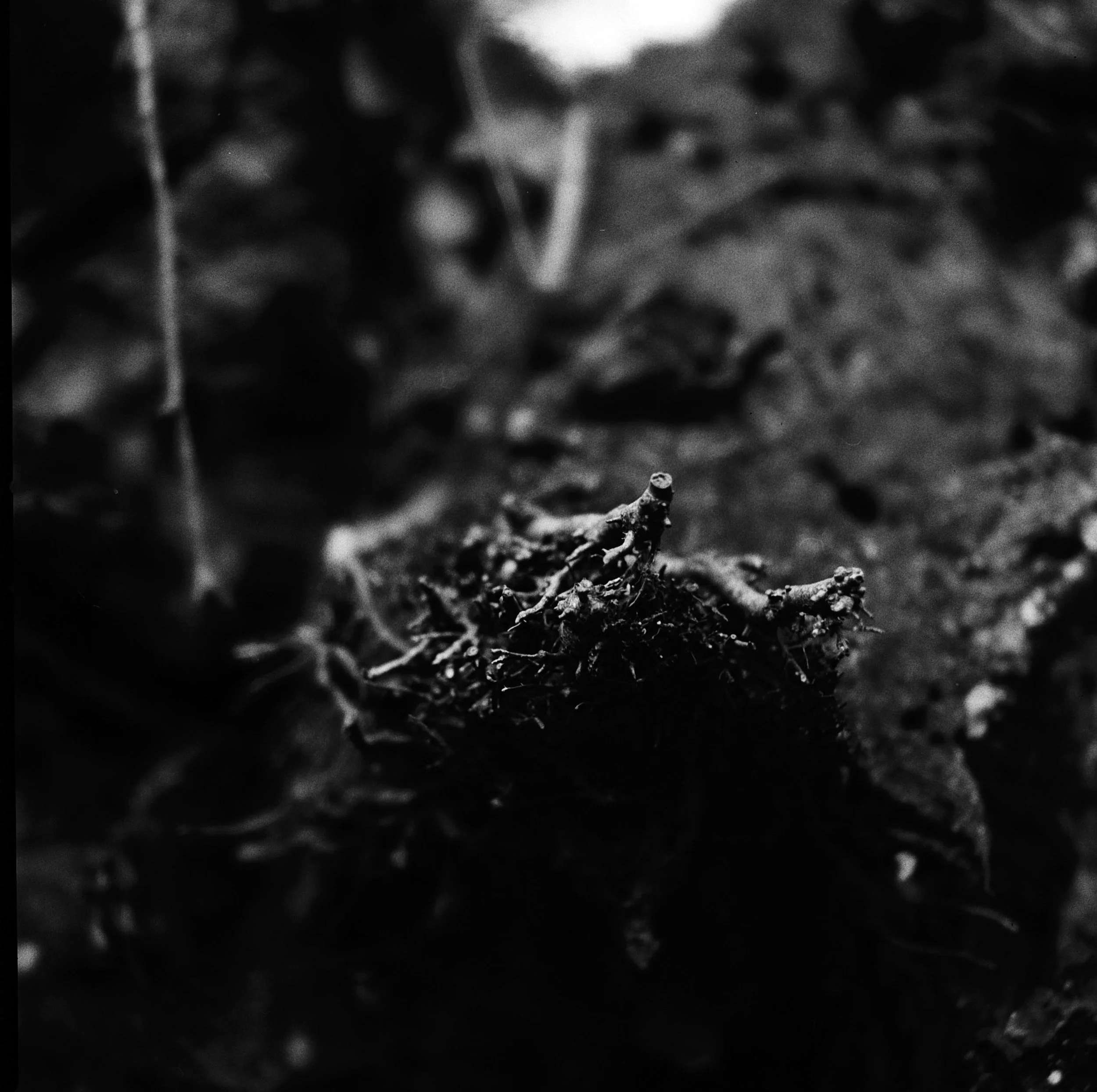 026 - 240216 Stav Thicks details and close-ups - IV  (12)- shinglest2.jpg