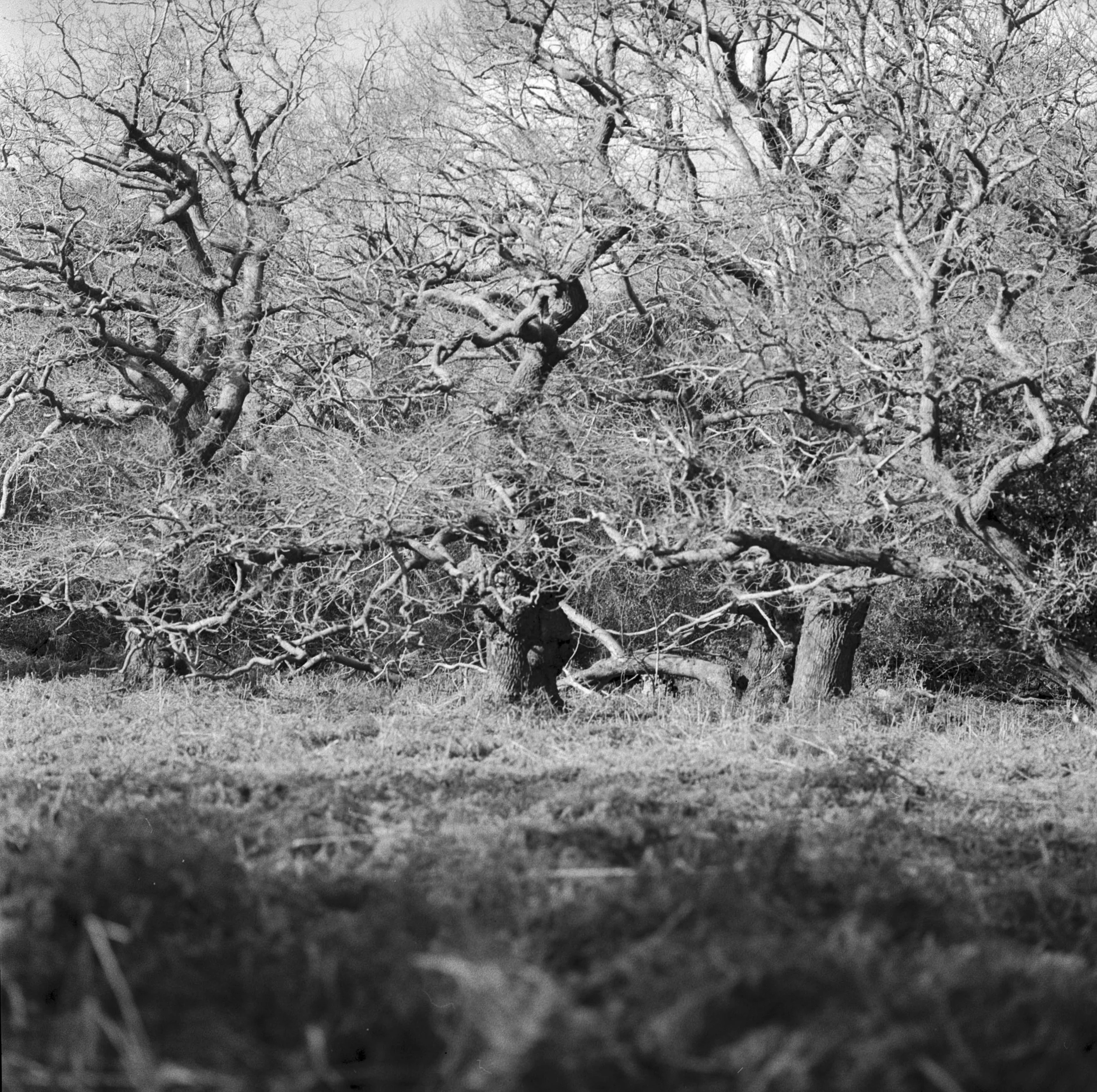 001 - 240216 Stav Thicks details and close-ups - I  (5)- shinglest3.jpg