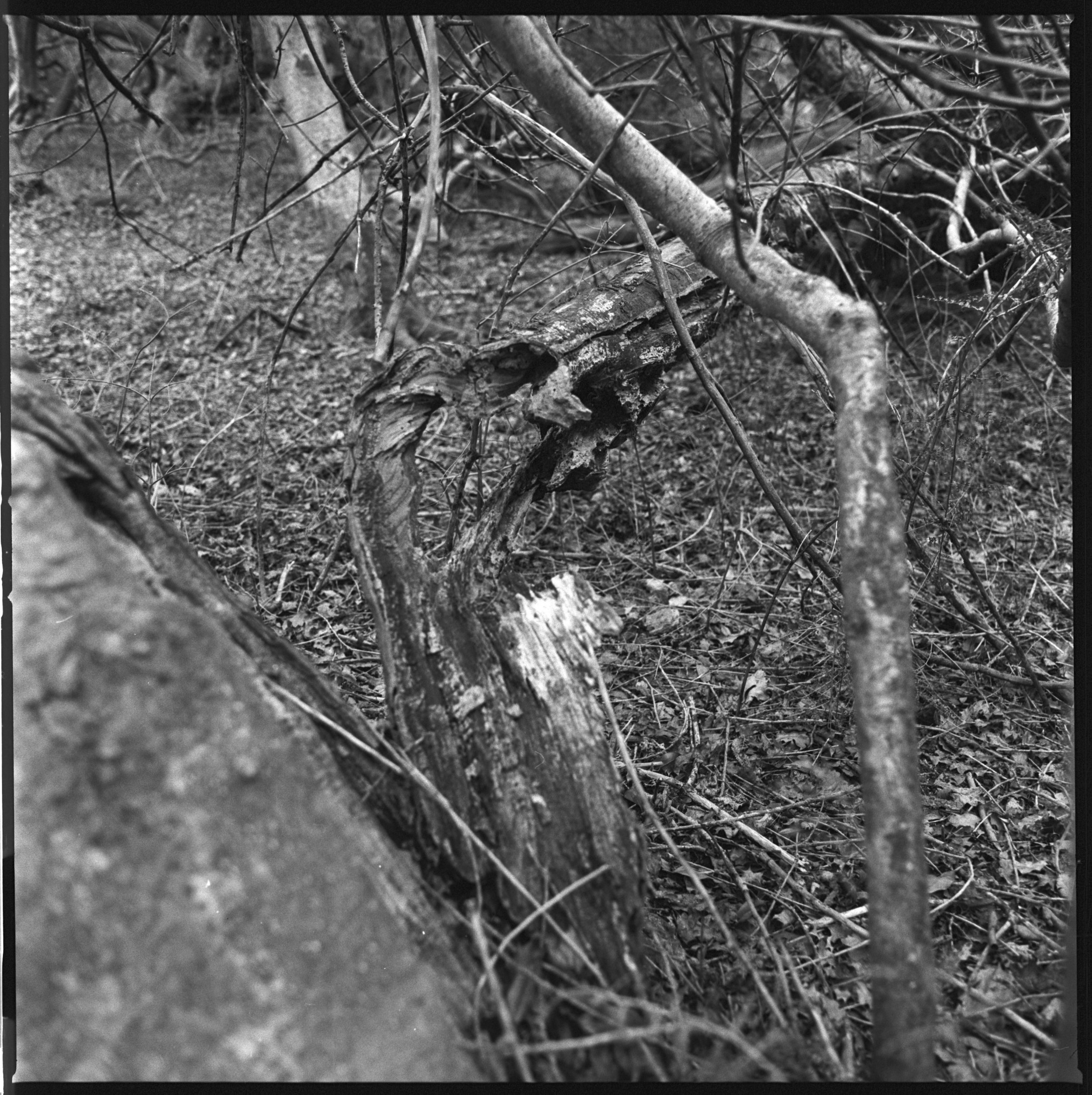 240318 Staverton Thicks closer ups - I  (13)- shinglest40.jpg