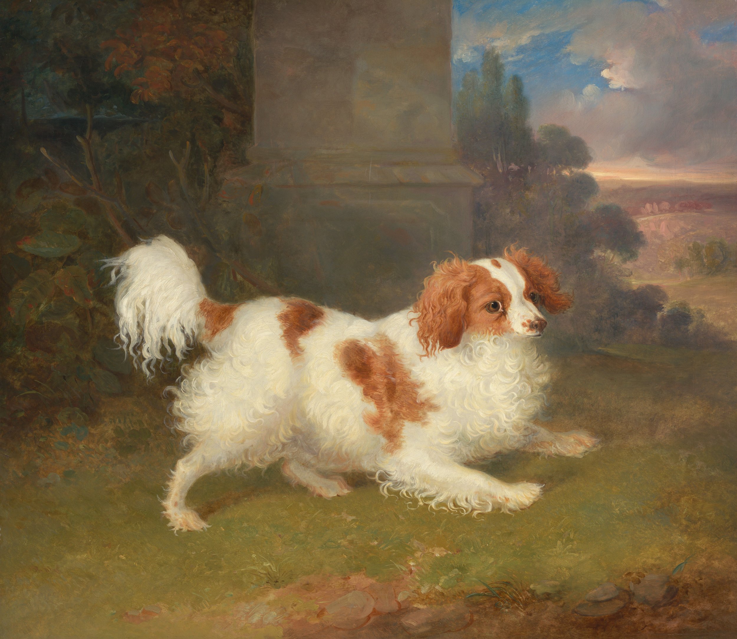 British, A Blenheim Spaniel.jpeg