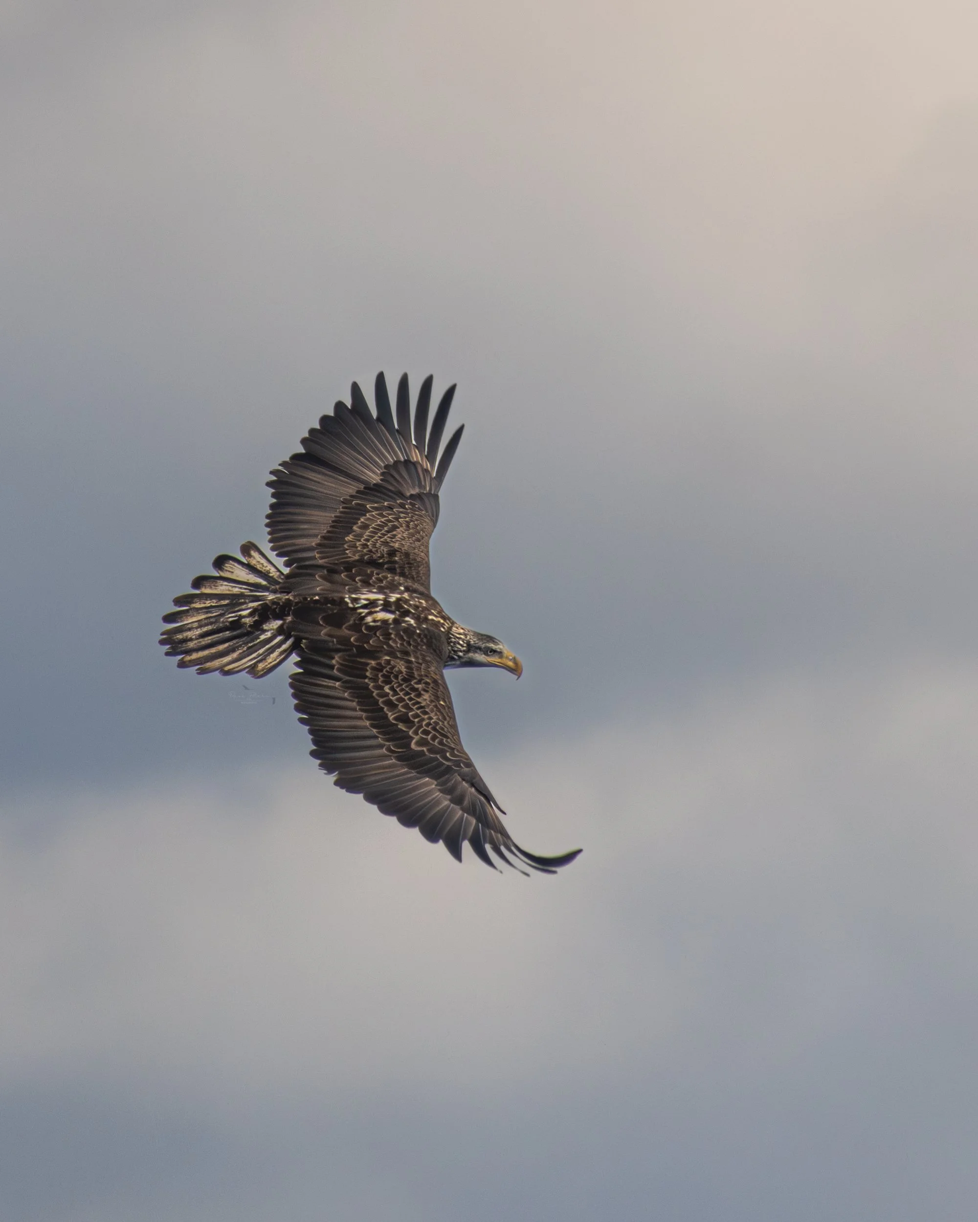 Birds, Rollercoasters &amp; Bald Eagles: A Wild Week at Disney World Florida.