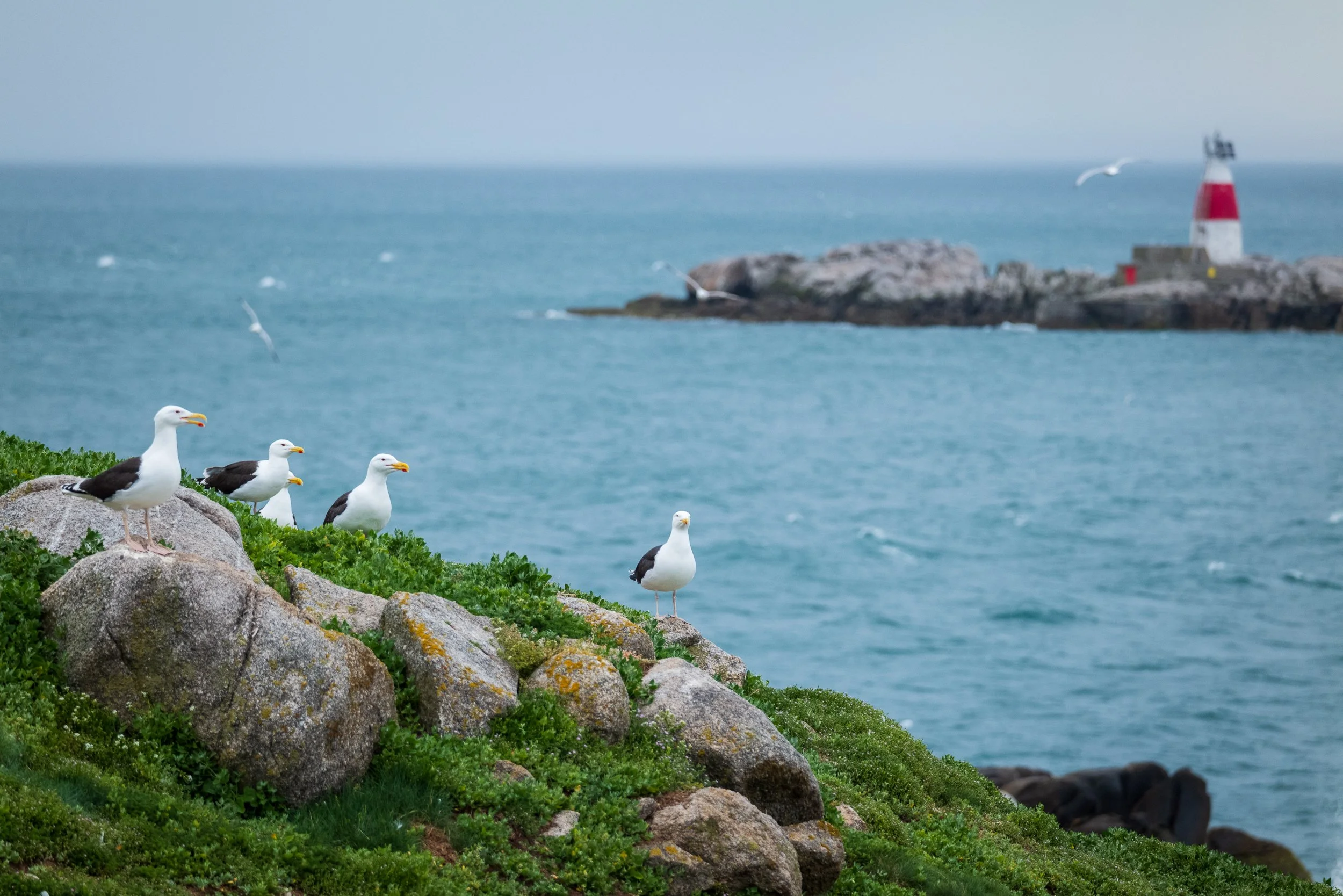 WEBSITEDALKEY ISLAND07.jpg