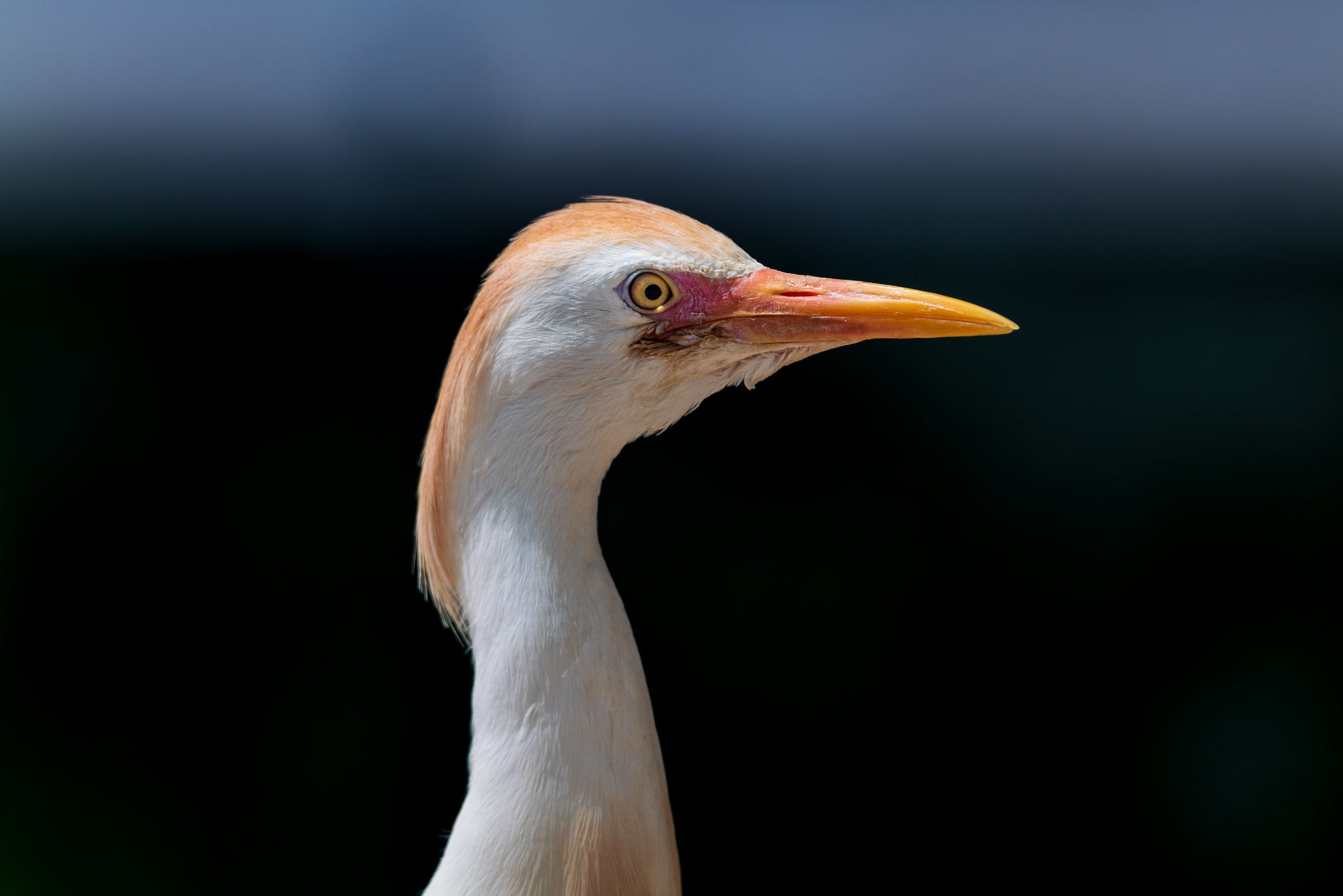 WEBSITEANIMALS01-2.jpg
