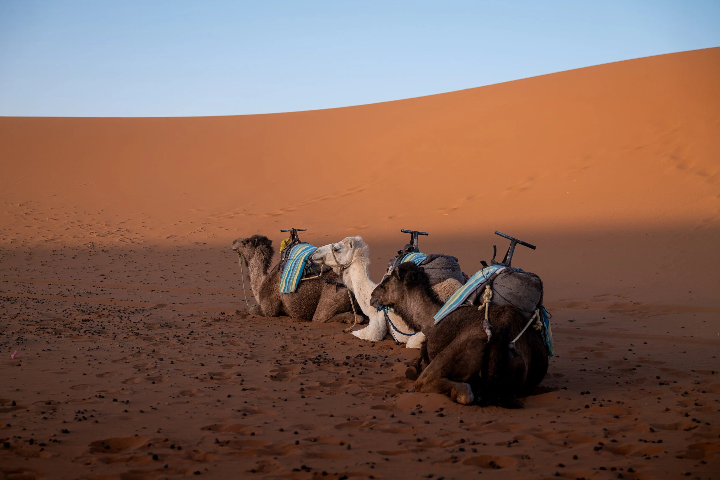 WEBSITEBERBER WEEK05-2.jpg