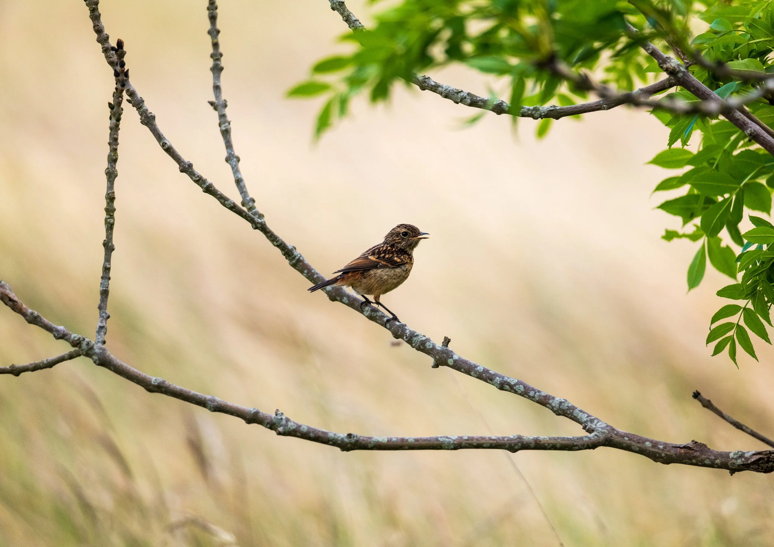 WEBSITENORTH BULL ISLAND09.jpg