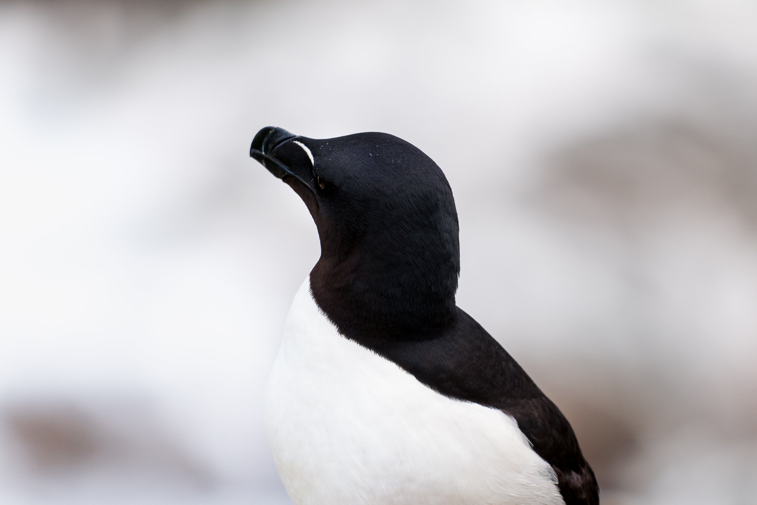 WEBSITEGREAT SALTEE04.jpg