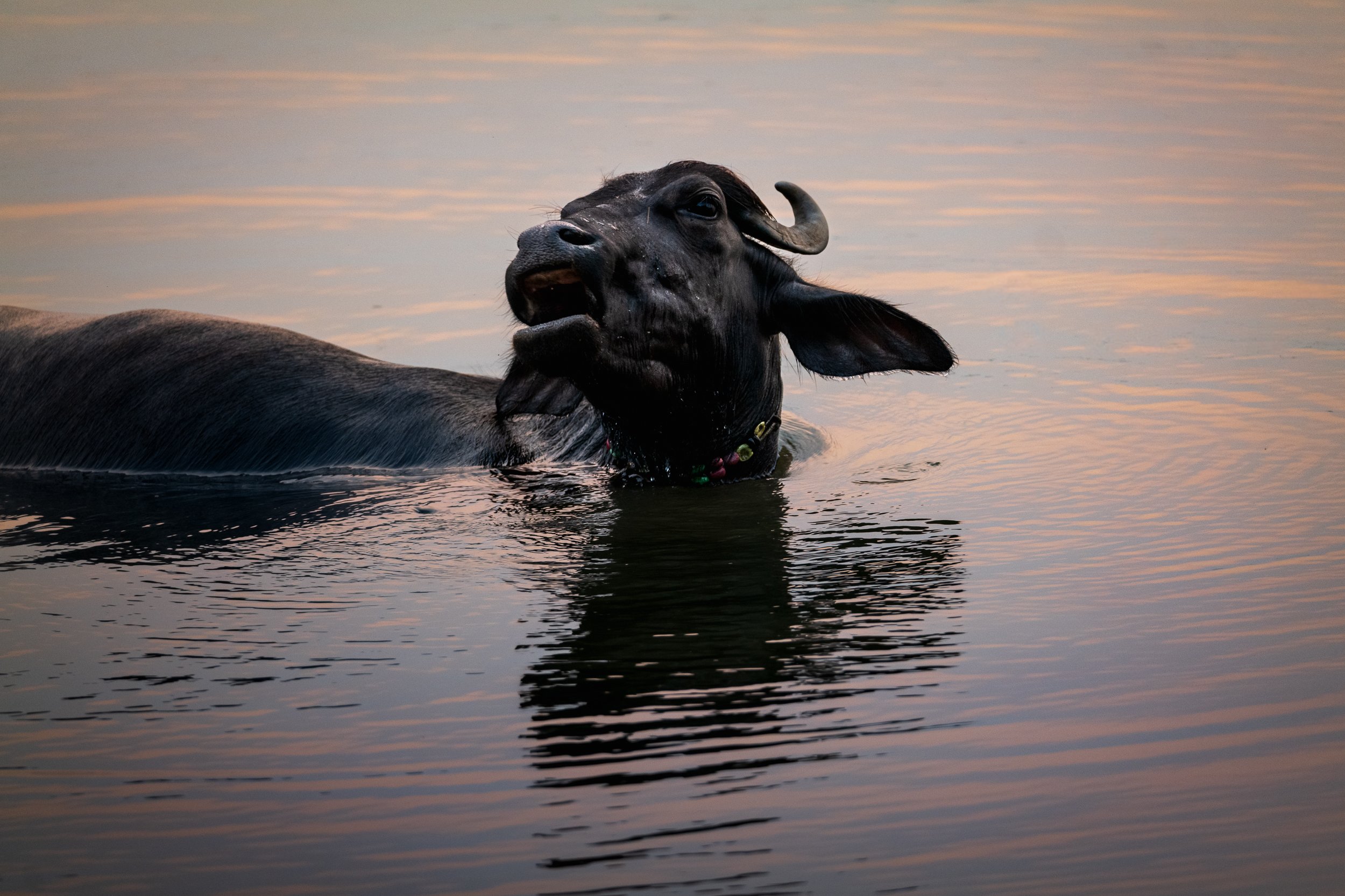 WEBSITEWEST BENGAL02.jpg