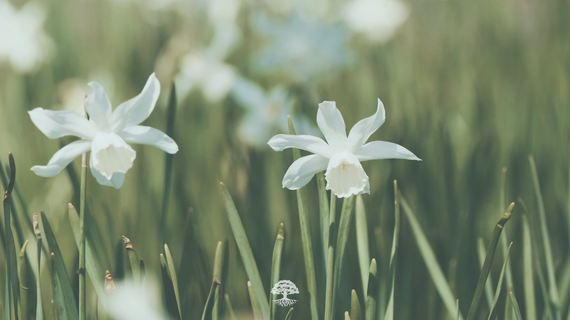 Sunday Service: Traditional Liturgy