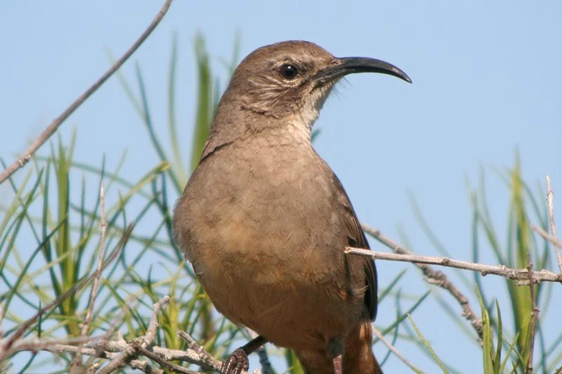 California Thrasher, Restored to Life