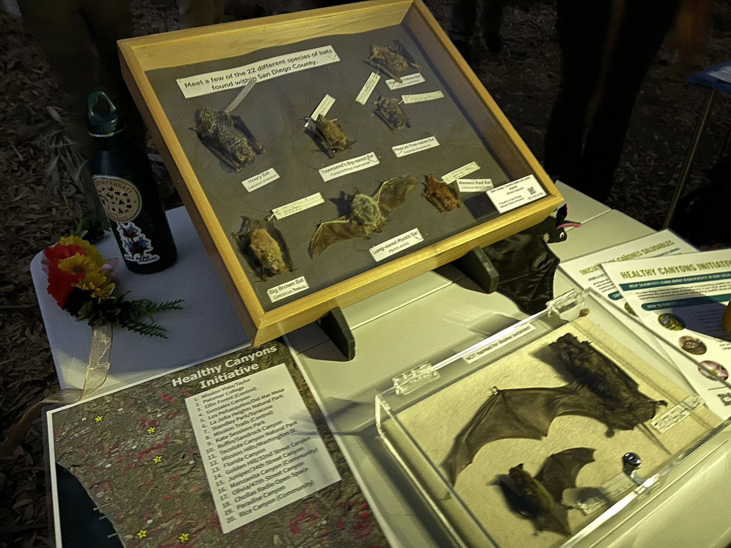 bat-species-3.jpg