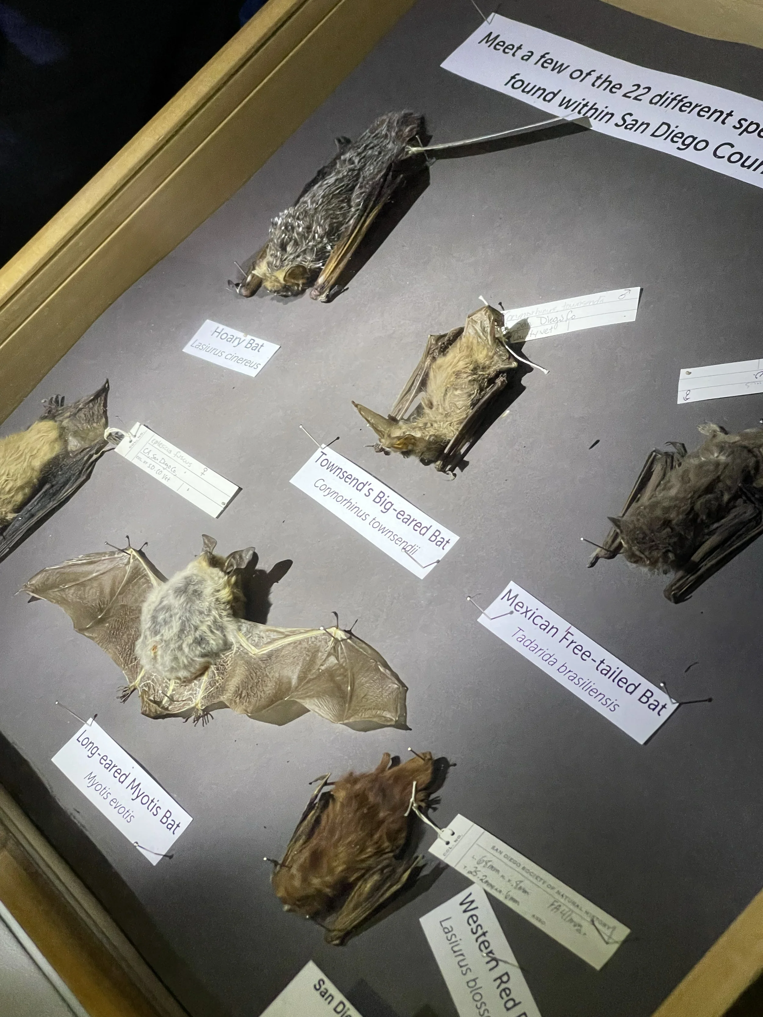 bat-species-2.jpg