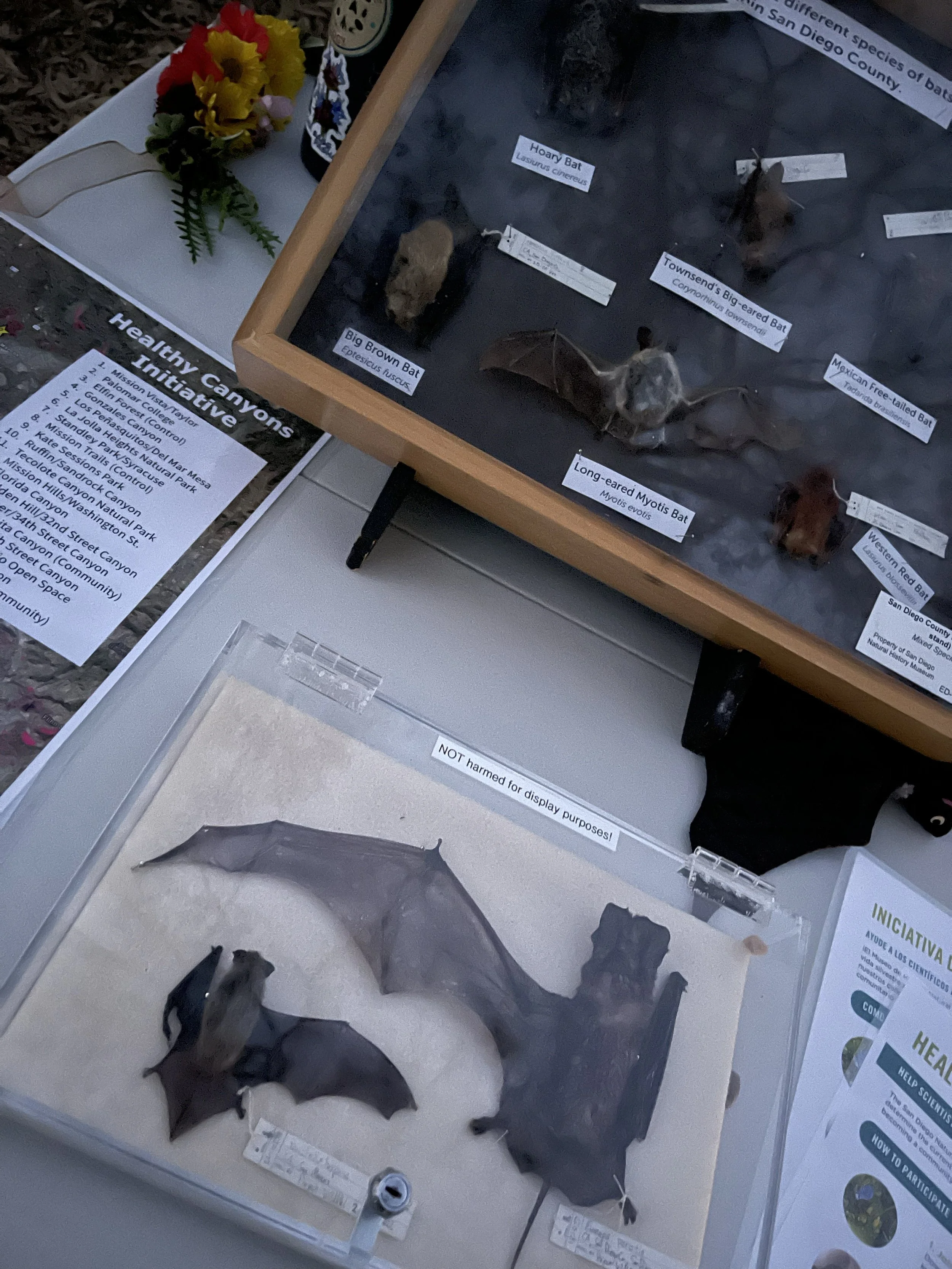 Bat-species.jpg