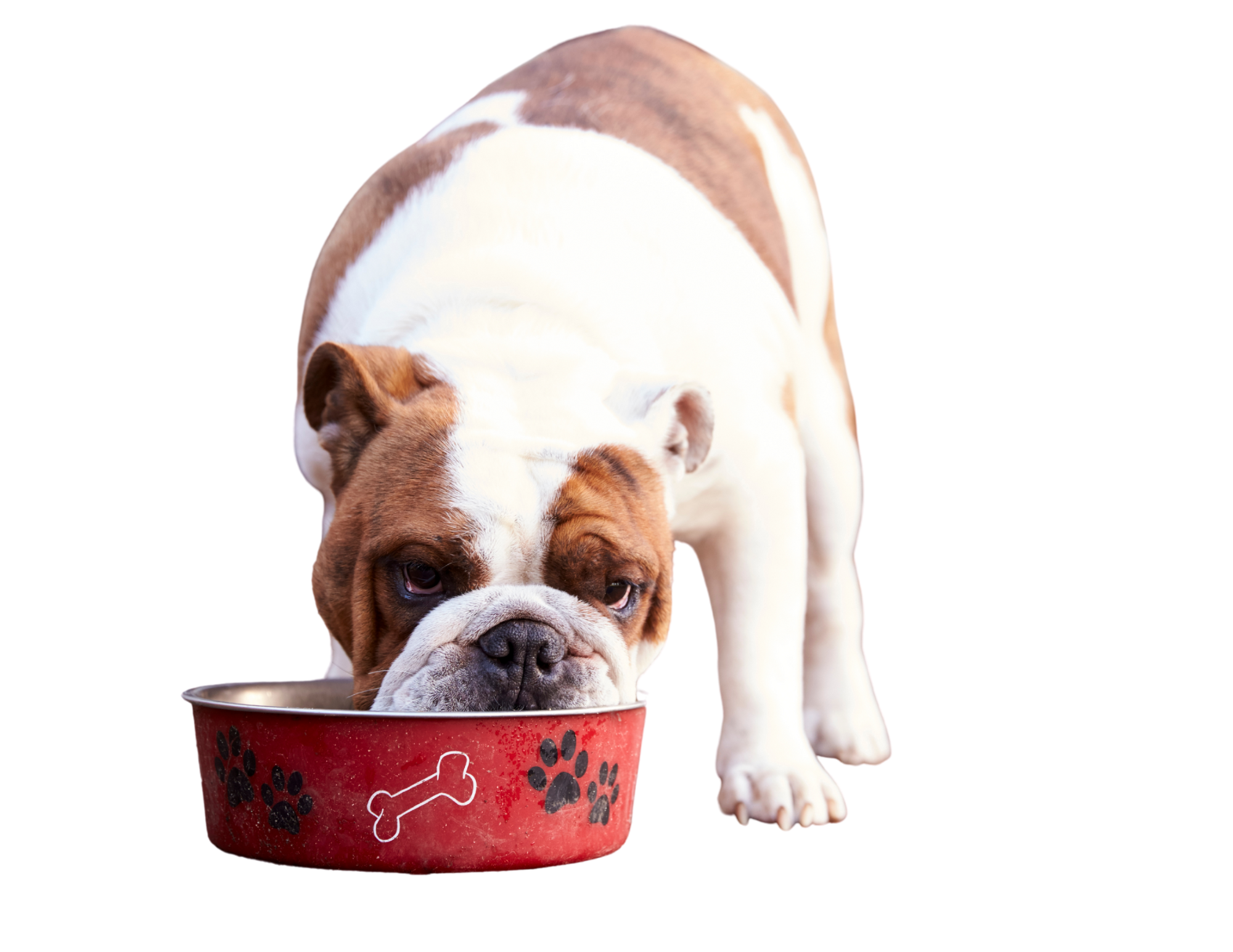 dog eating.png