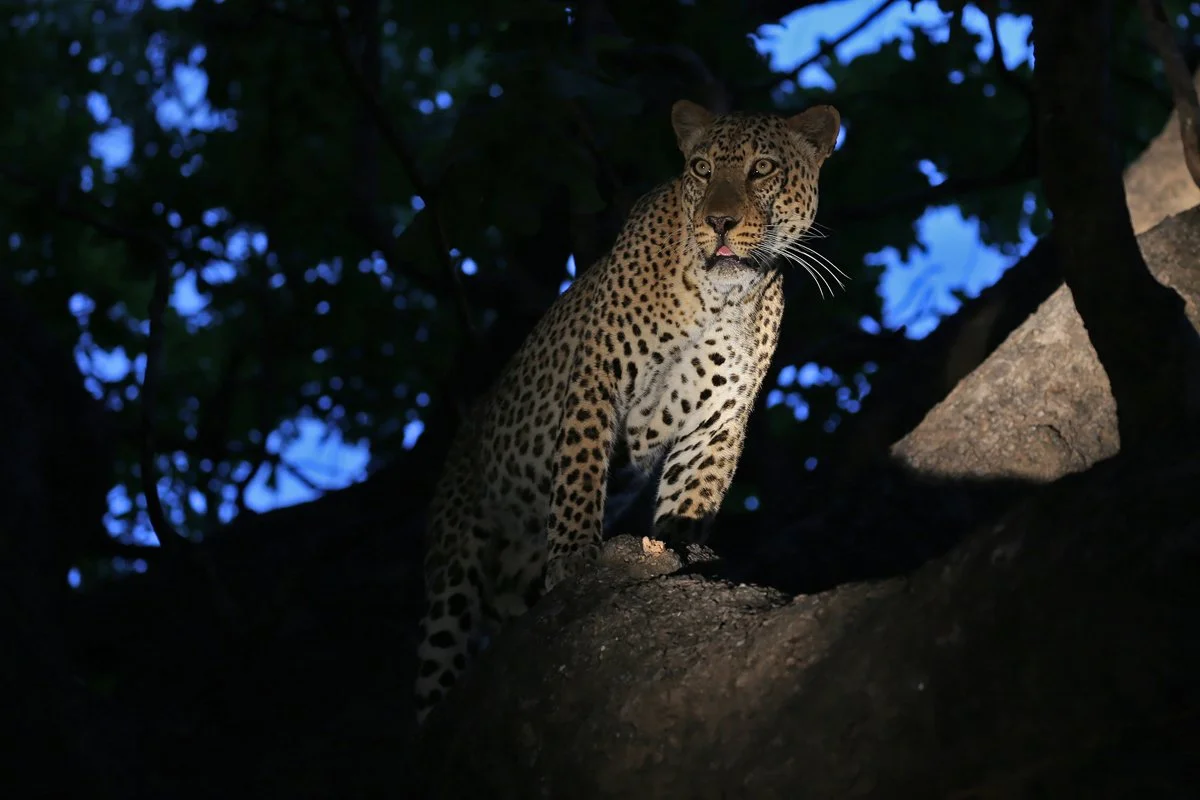 paultiller_flatdogscamp2019_leopard_29.jpg