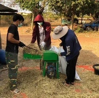 Chopping Rice straw for feed experiments (Jan 2024)