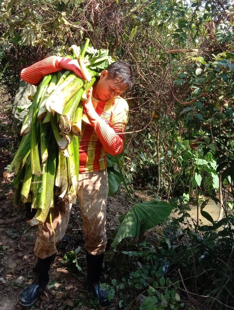 NAFRI+Laos.+harvesting+of+Taro+leaves+and+stalks+to+make+taro+silage+as+a+feed+ingredient+that+is+important+in+Laos..jpg