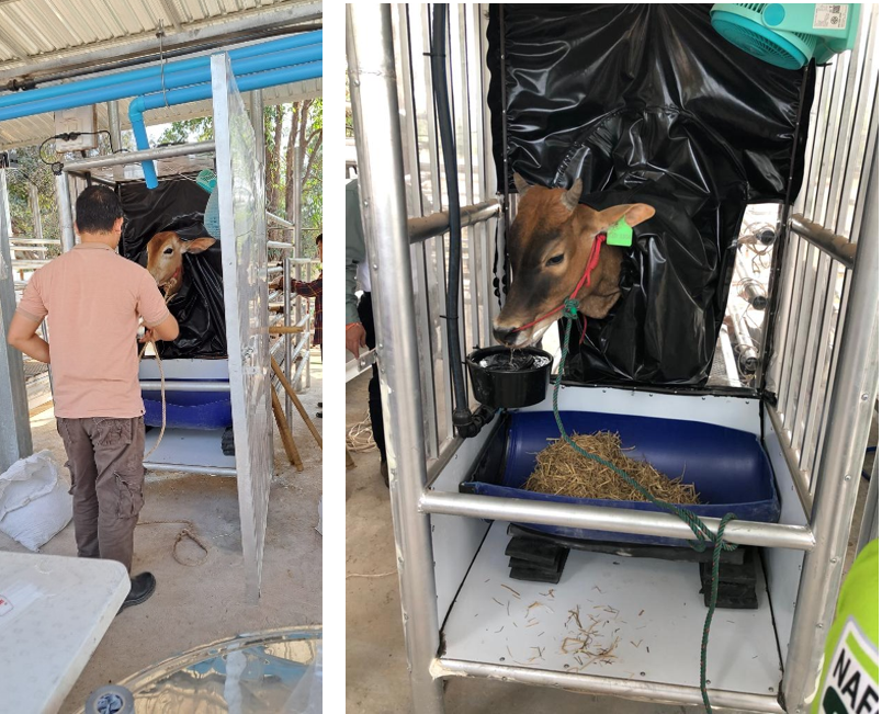 First experiments with the NZ funded livestock measurement equipment (headboxes) (Jan2024). 