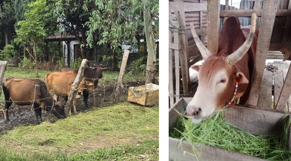 A typical livestock farm visited during the surveys (Nov 2024)
