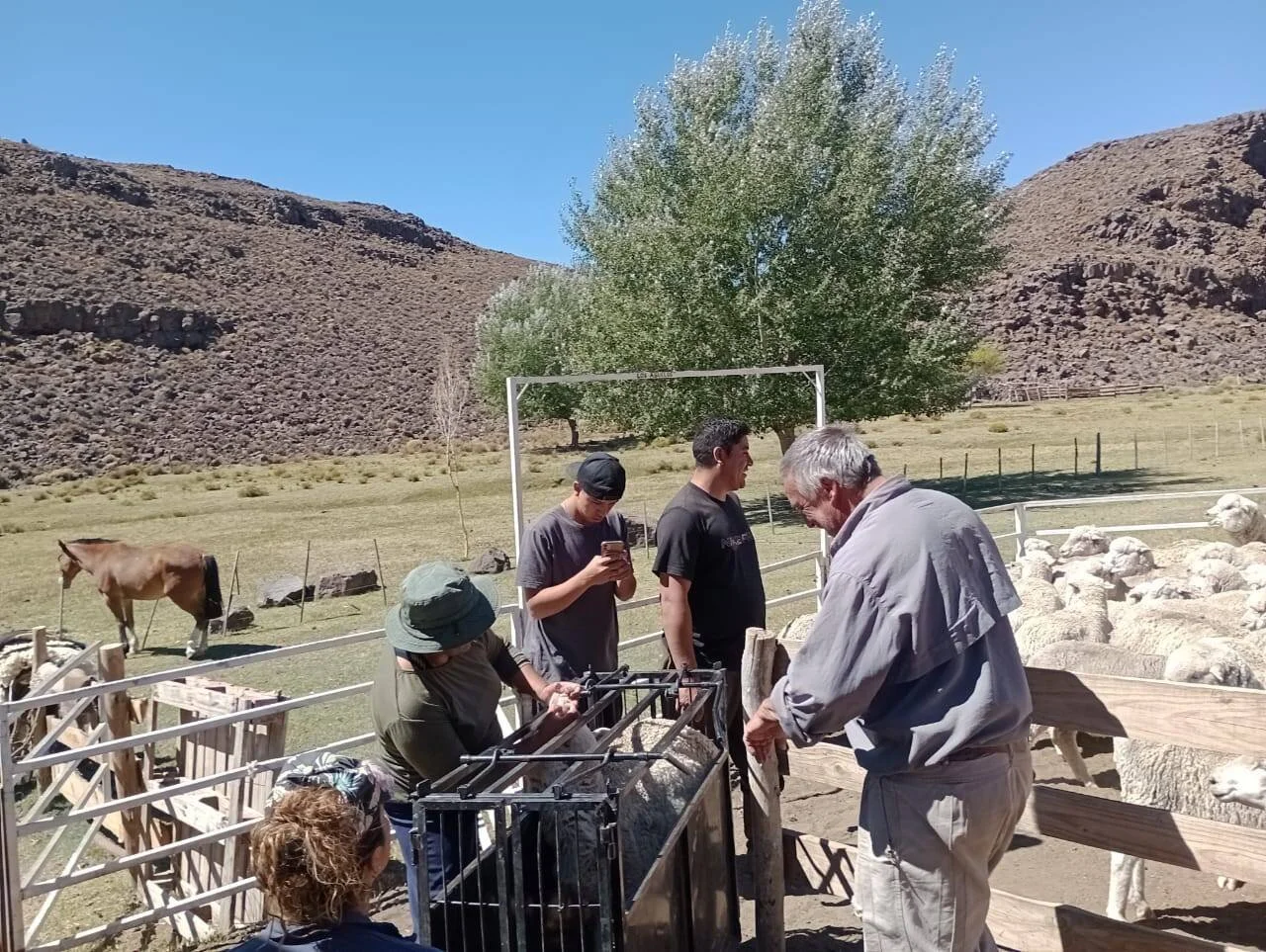 Workshop on good livestock practices to boost sheep productivity. This is just one of eight CSA Practices that have been demonstrated so far in the Mapuche project, (Mar 2025)