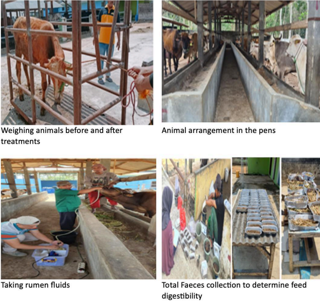 The experimental activities to calculate methane emissions of beef cattle in intensive systems. 