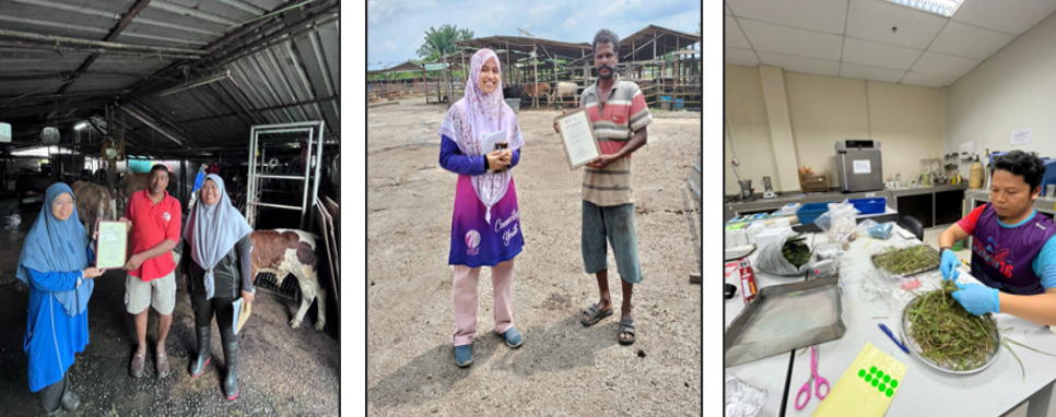 Data collection involved comprehensive information on farm background and management practices; breeding 
programs and animal productivity; feeding regimes and ration formulations, and laboratory analysis of feedstuff. Teams visited 152 dairy cattle 