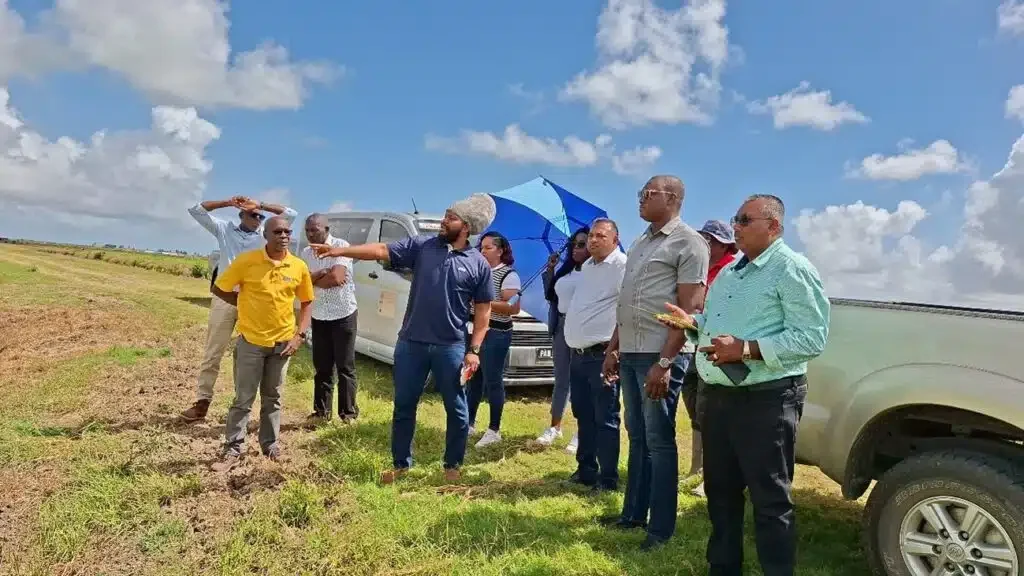 Members of the project team and officials from the Guyana Rice Development Board (GRDB) in the rice fields of the Research Centre in Burma, Guyana (Mar 2026)