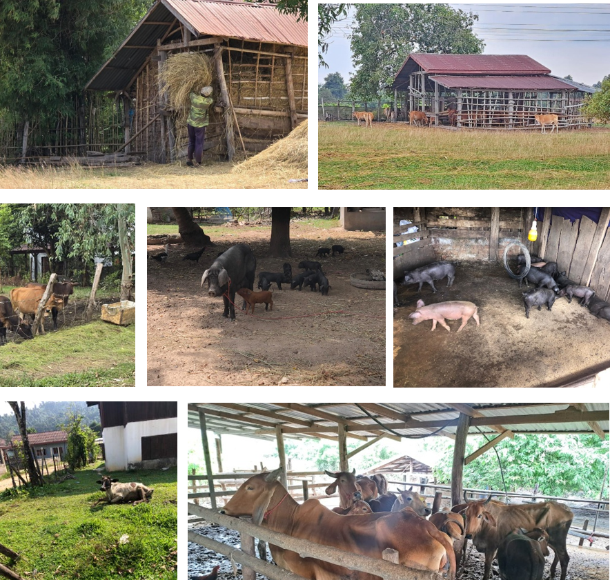 Typical household livestock farms in Vientiane district visited during surveys (Oct 2024)