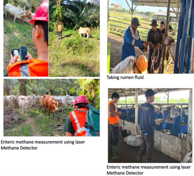 The experimental activities to calculate methane emissions of beef cattle in semi-intensive systems. 