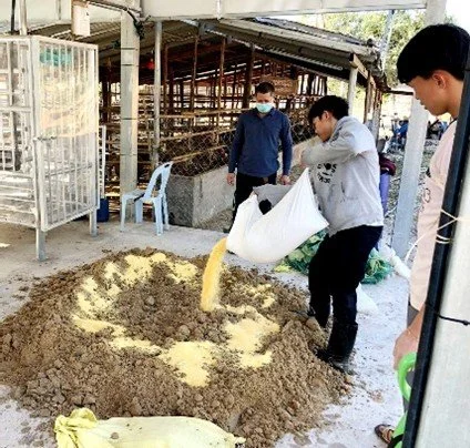 Hand mixing of TMR ingredients before new feed mixer arrived. TMR, or Total Mixed Ration, is a precise mixture of all ingredients for cattle, including forages, concentrates, and supplements, combined into a single, uniform diet (Jan 2024)