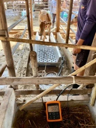 Weighing of livestock during feed experiments. 