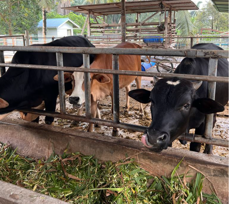A typical smallholder farm in Malaysia. 