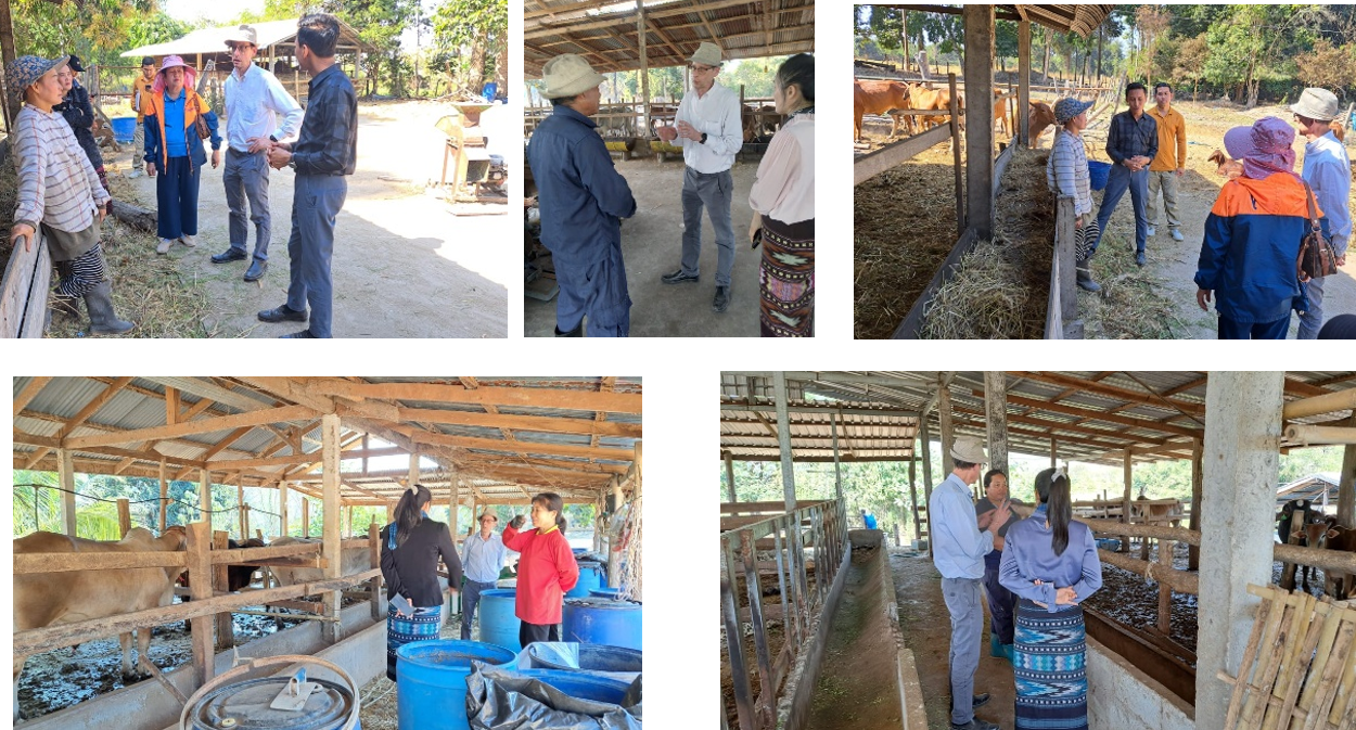 Regional Programme lead Andreas Wilkes visiting 6 Laotian farmers to discuss farming systems, challenges and GHG mitigation. Part of the work to assess the GHG mitigation effects of adopting good
cattle husbandry practices (Jan 2025)