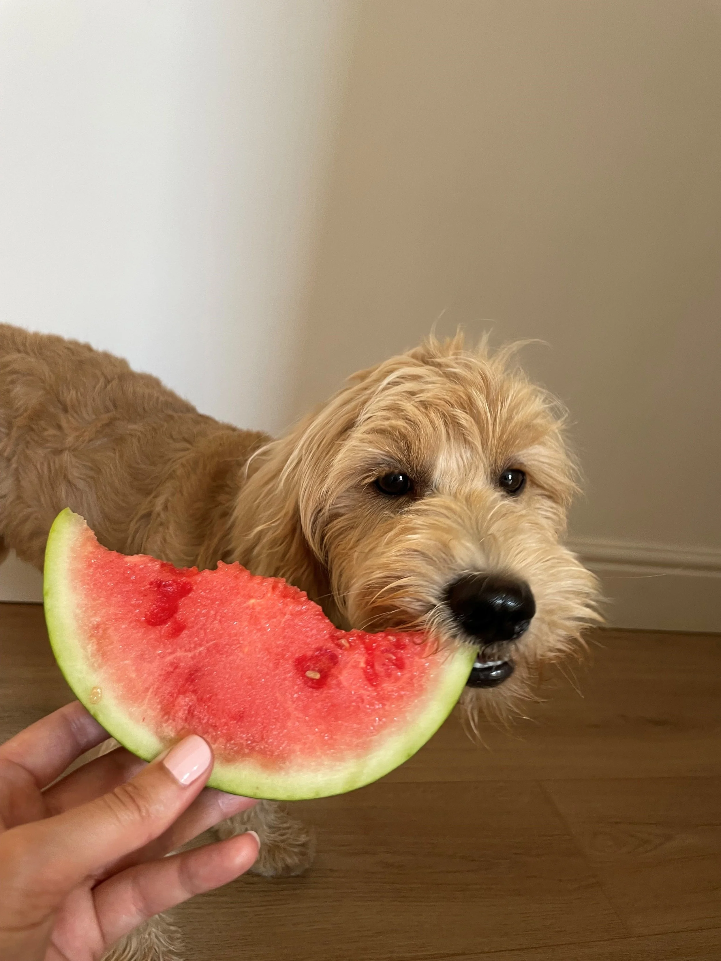 food.jpg